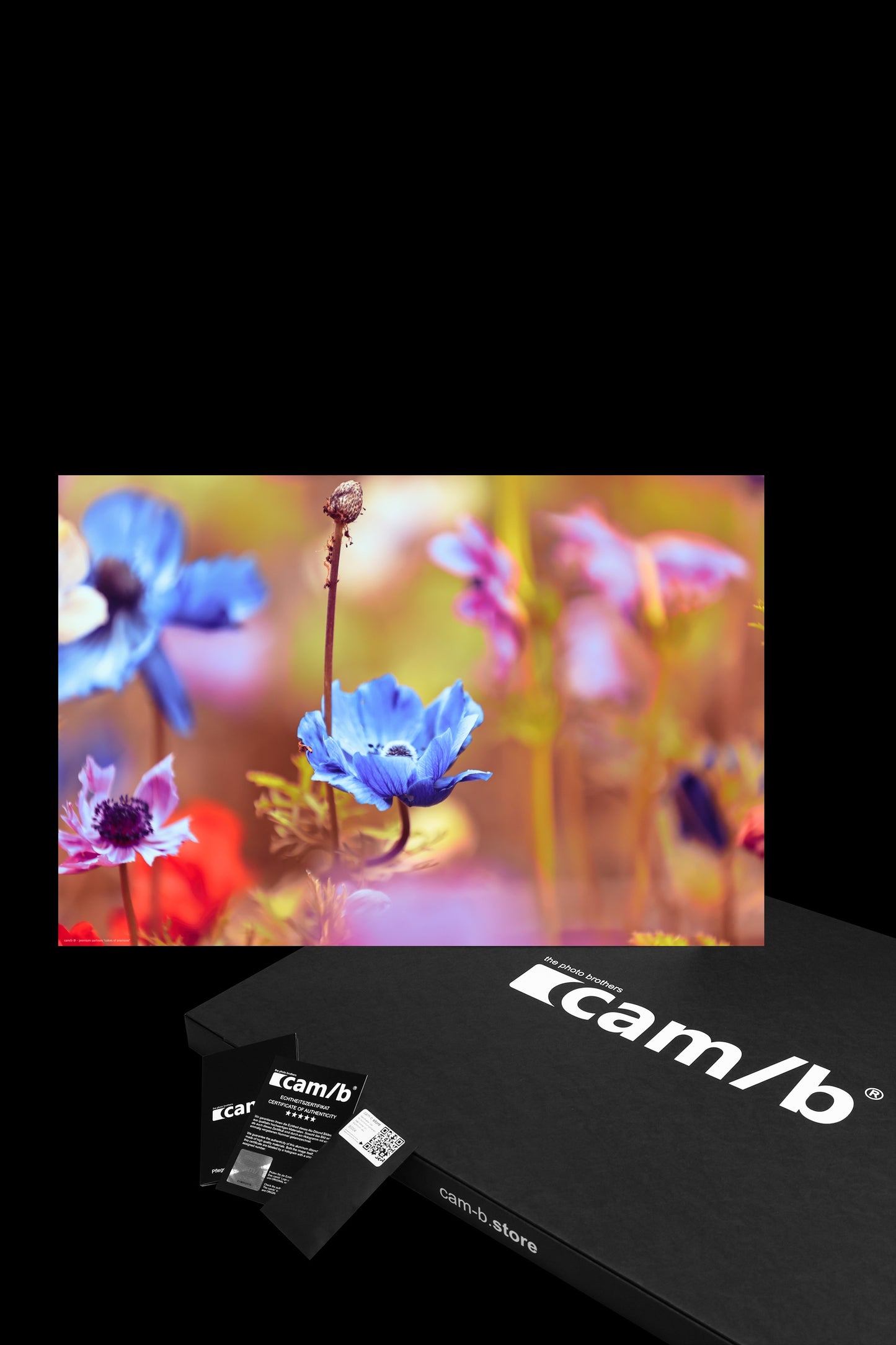 Wandbild "colors of anemone"