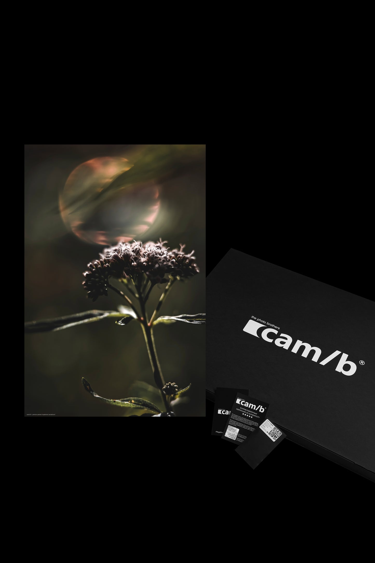 Wall Art "eupatorium cannabinum"