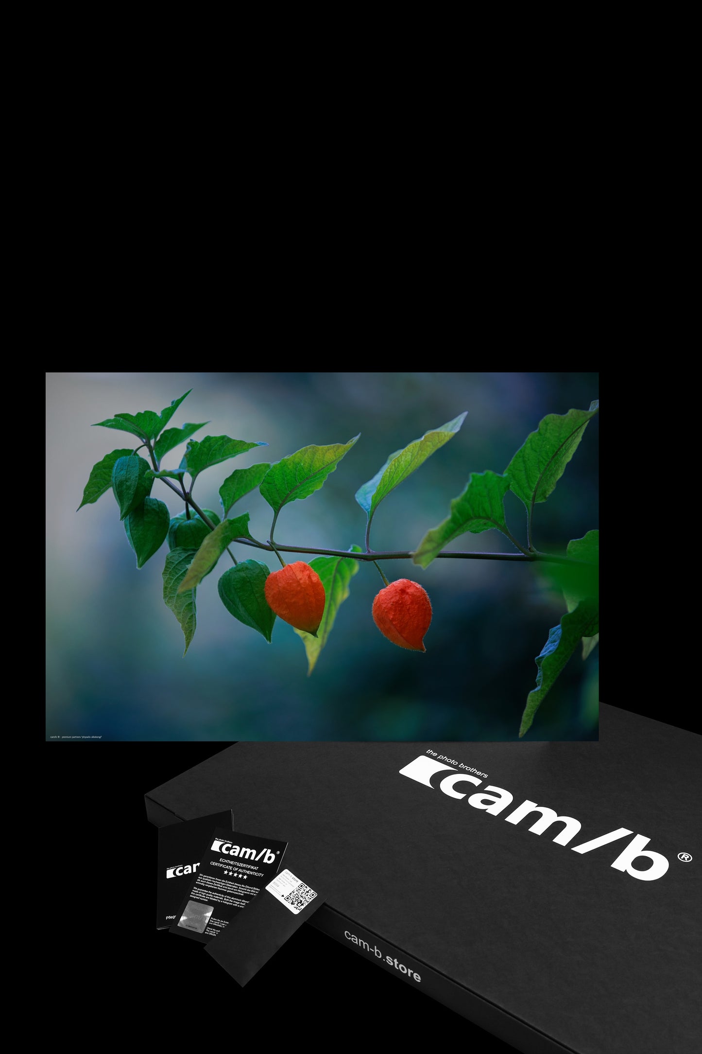 Wall Art "physalis alkekengi"