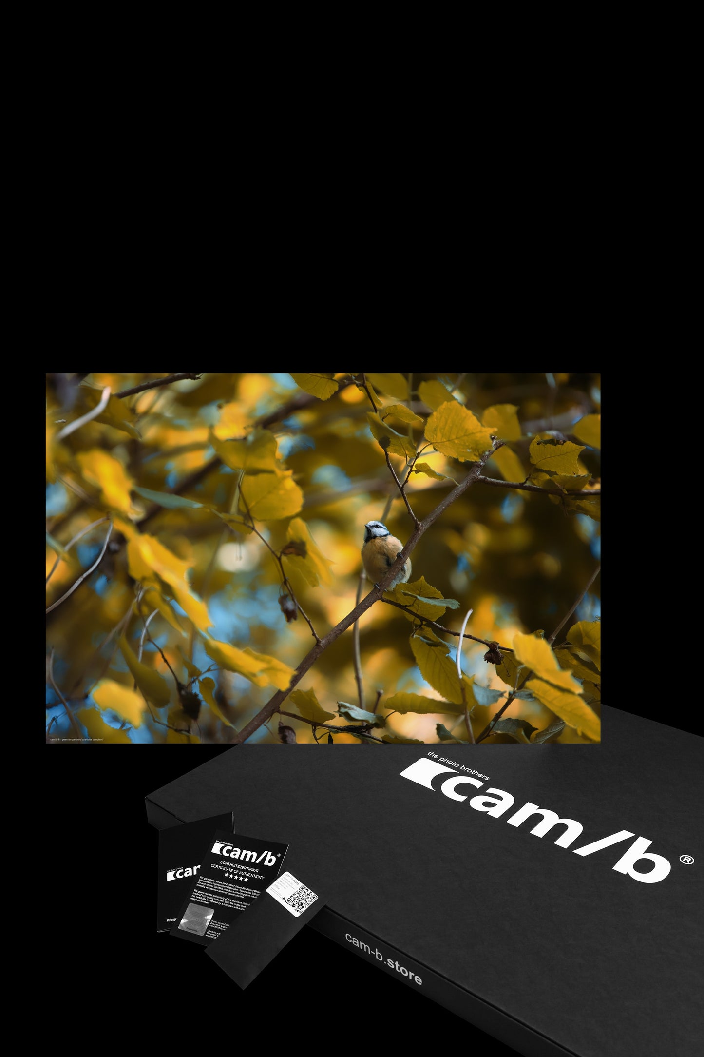 Wandbild "cyanistes caeruleus"