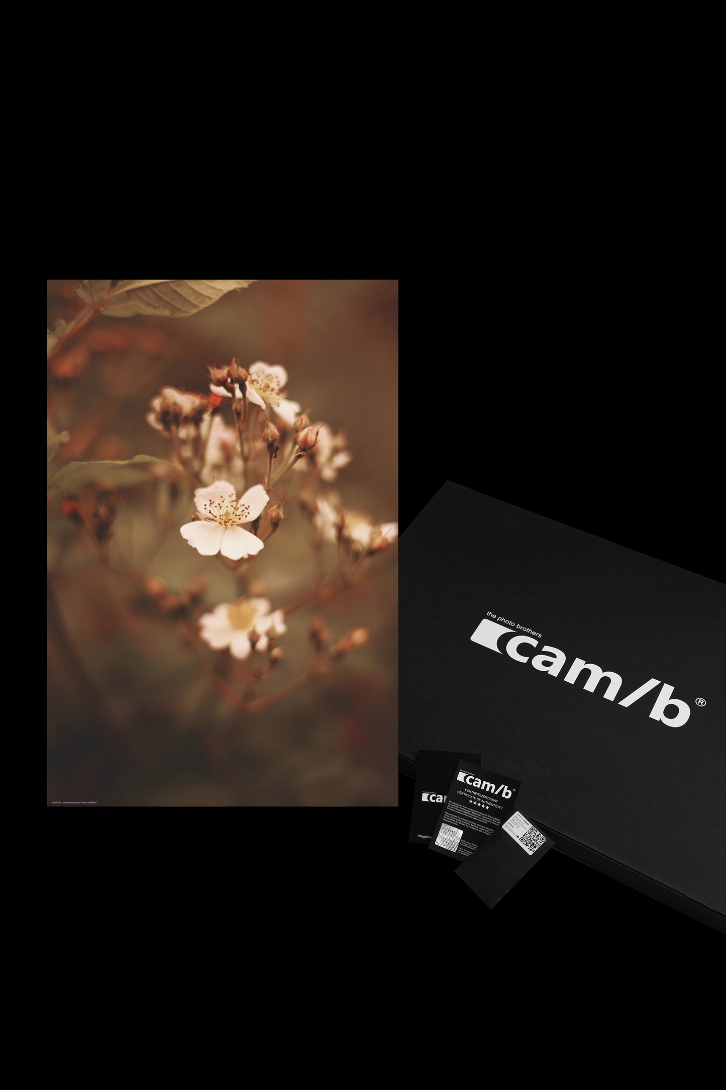 Wandbild "rosa multiflora"