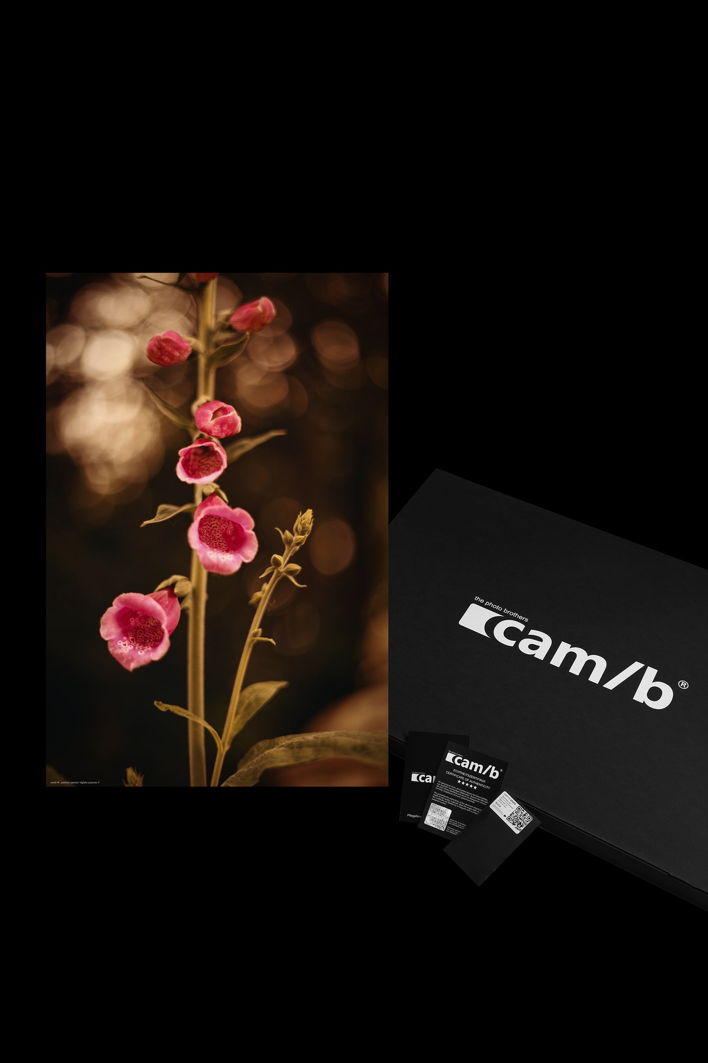 Wandbild "digitalis purpurea rl"