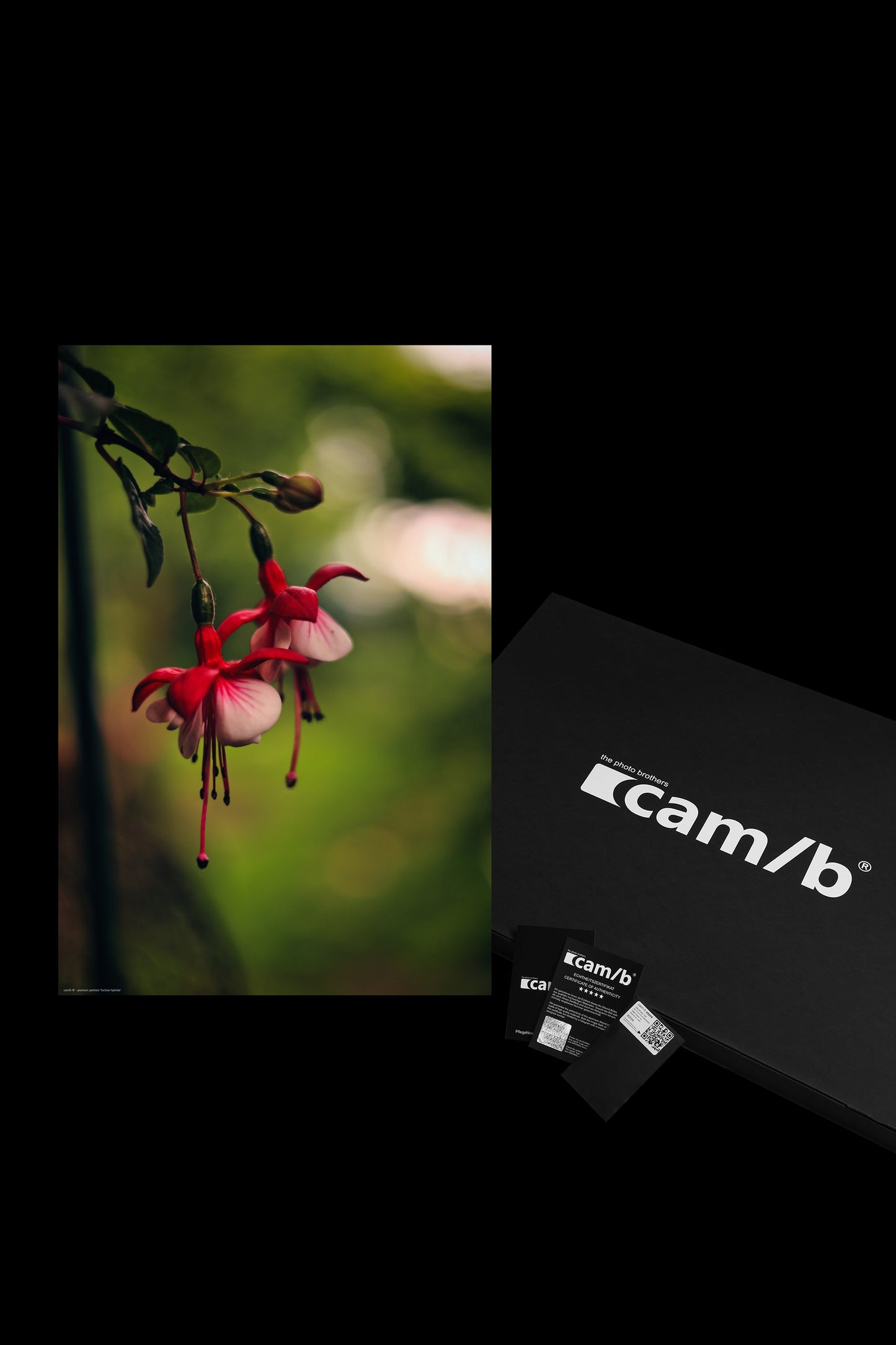 Wandbild "fuchsia hybrida"