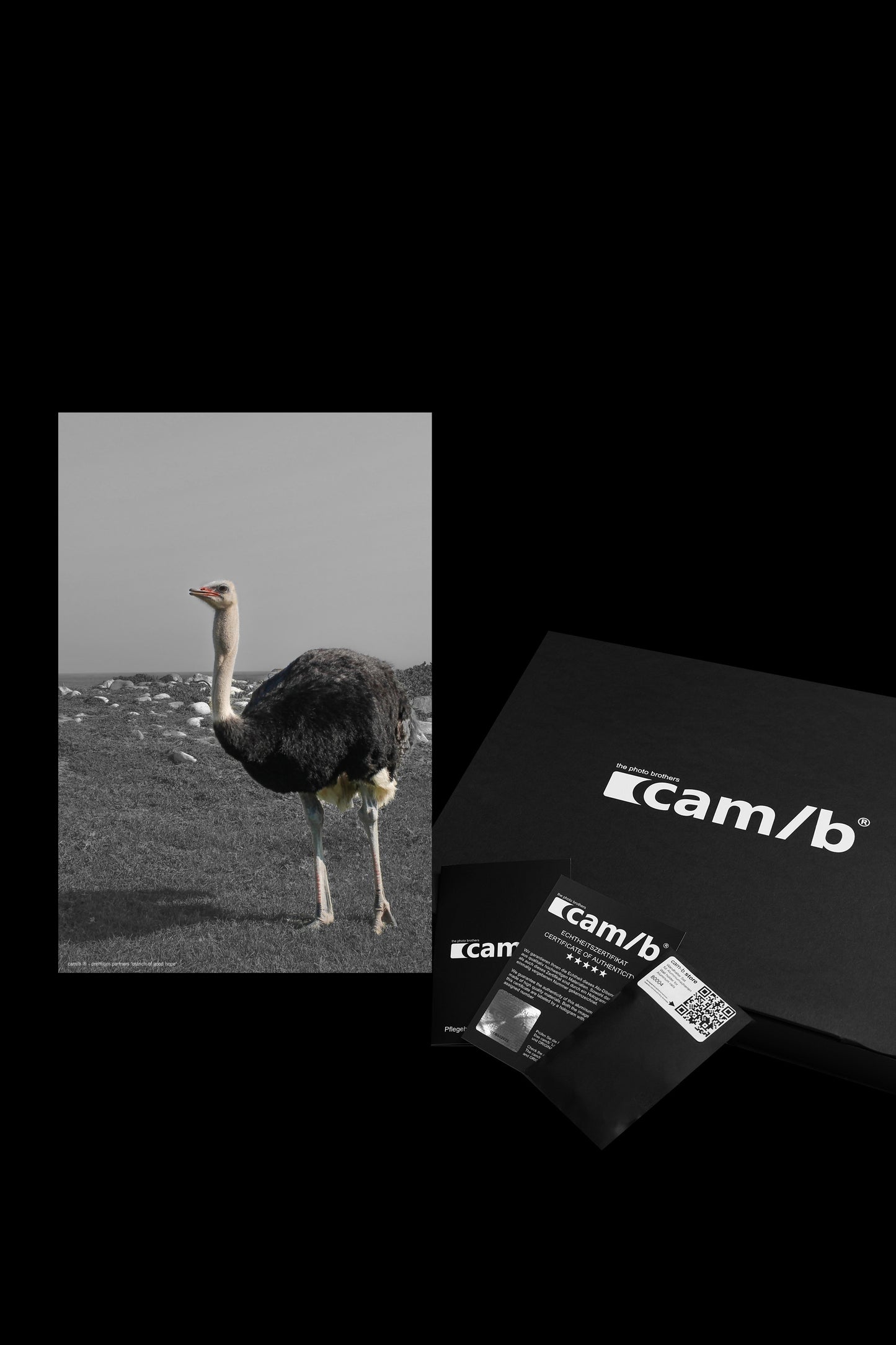 Wandbild "ostrich of good hope"