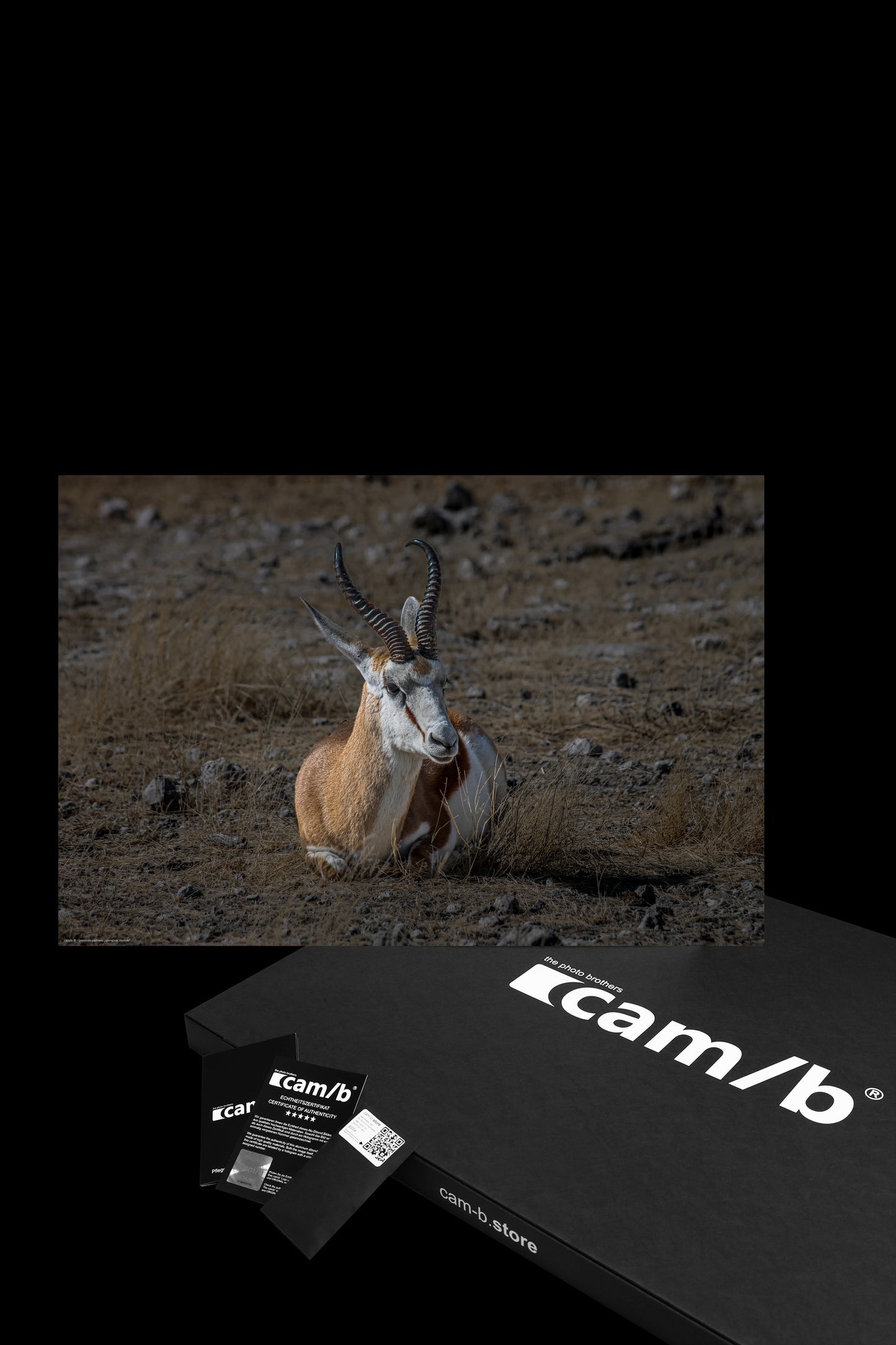 Wandbild "springbok lifestyle"