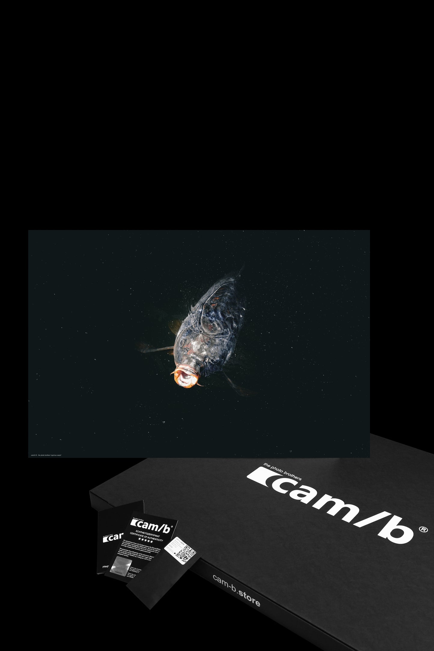 Wandbild "cyprinus carpio"