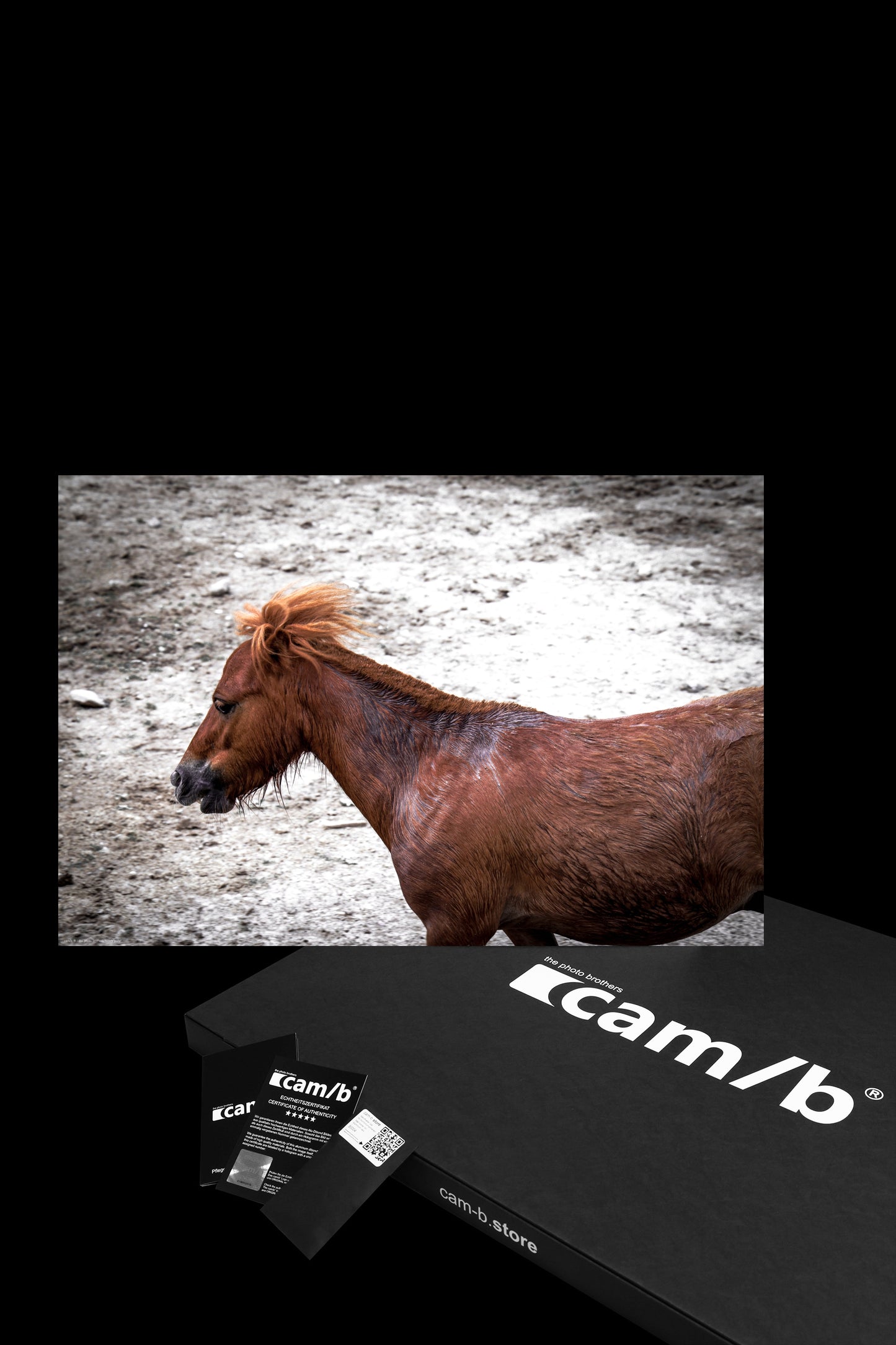 Wandbild "lonely pony"