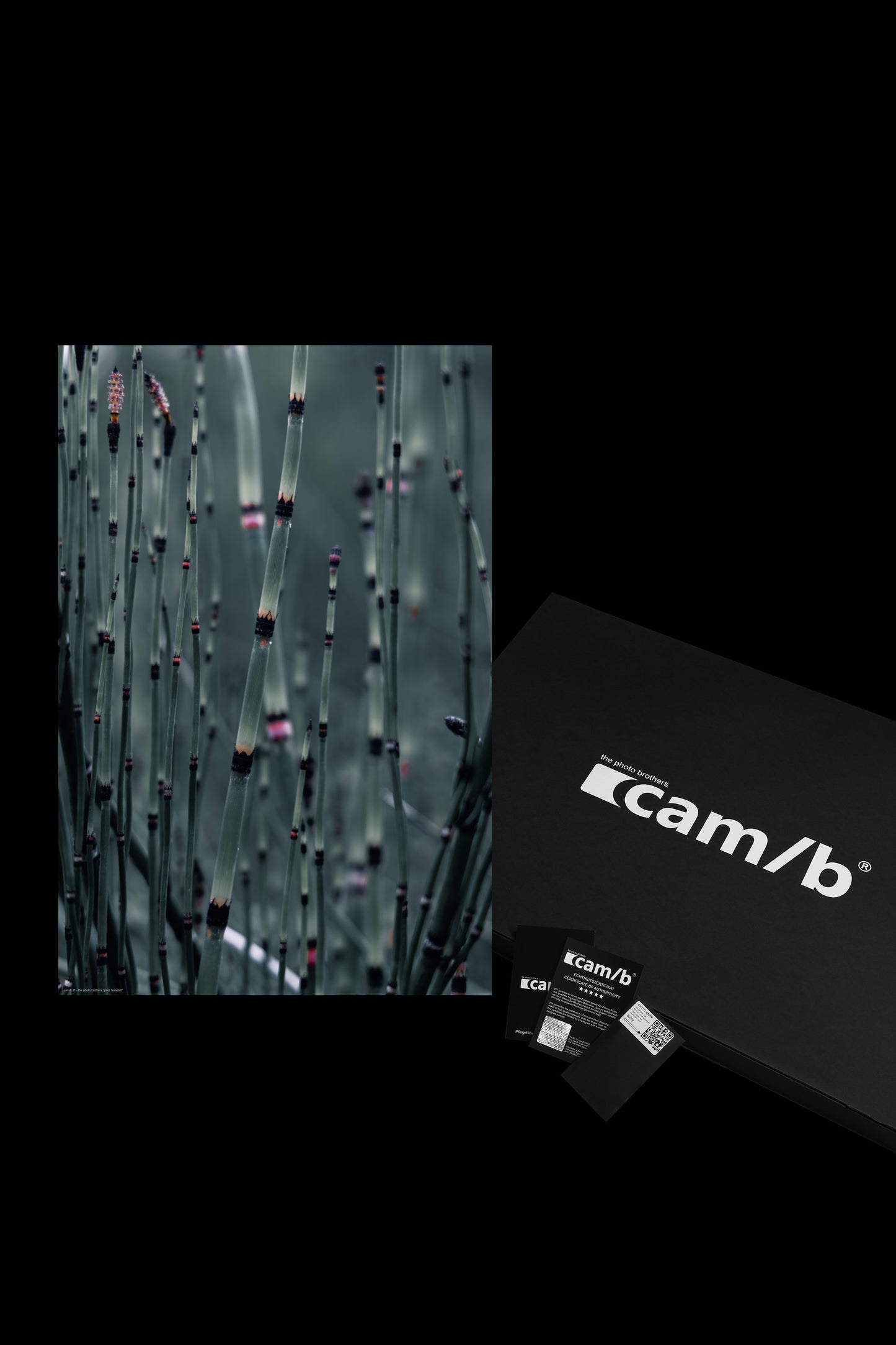 Wandbild "giant horsetail"