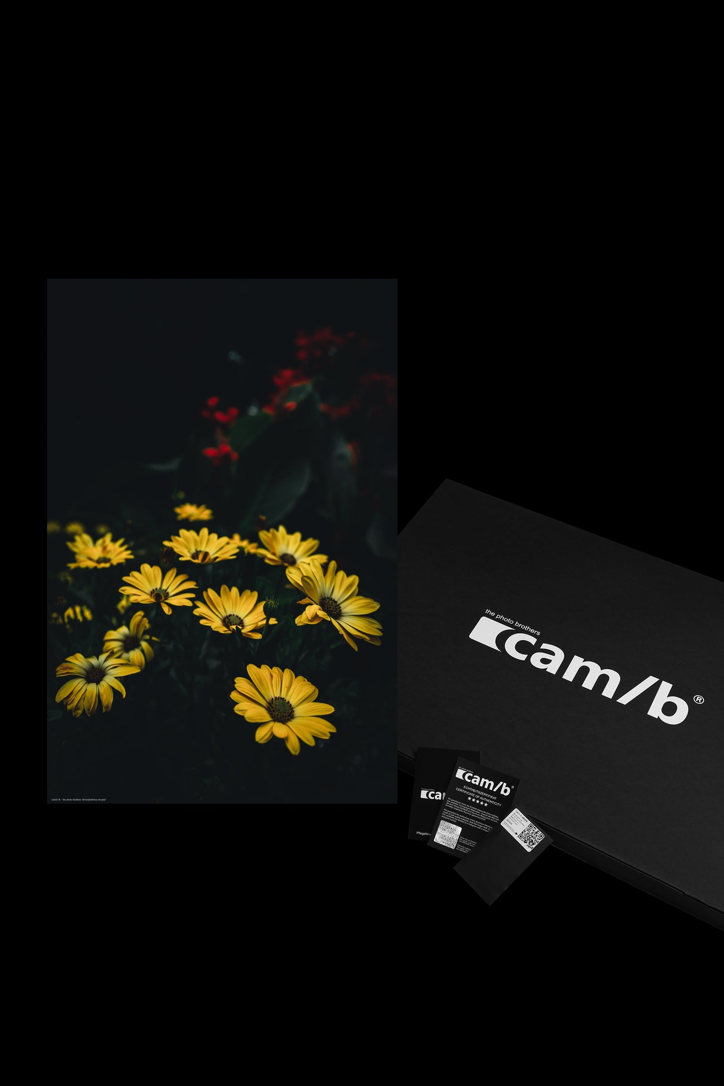 Wandbild "dimorphotheca sinuata"