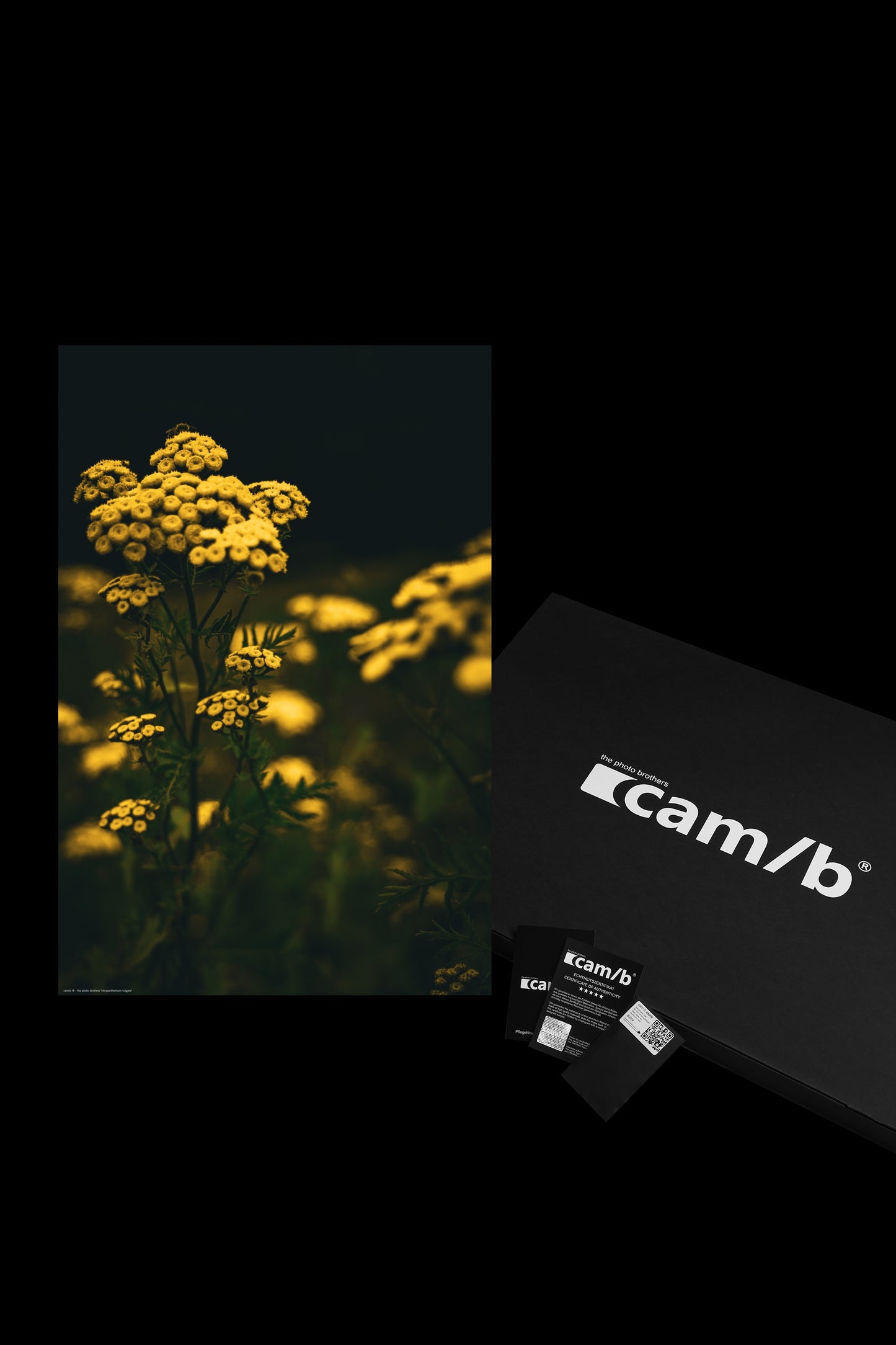 Wandbild "chrysanthenum vulgare"