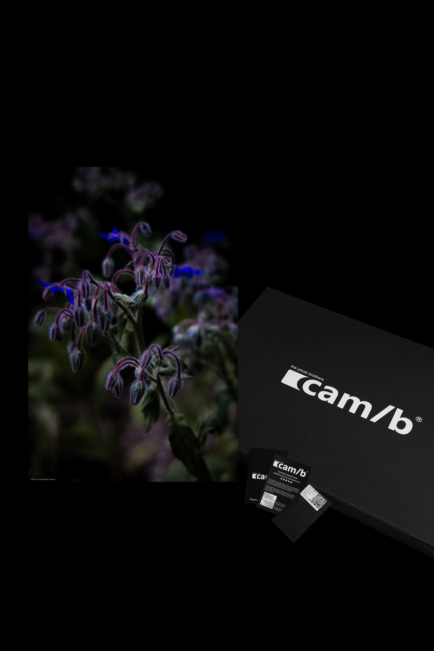 Wandbild "borretsch"