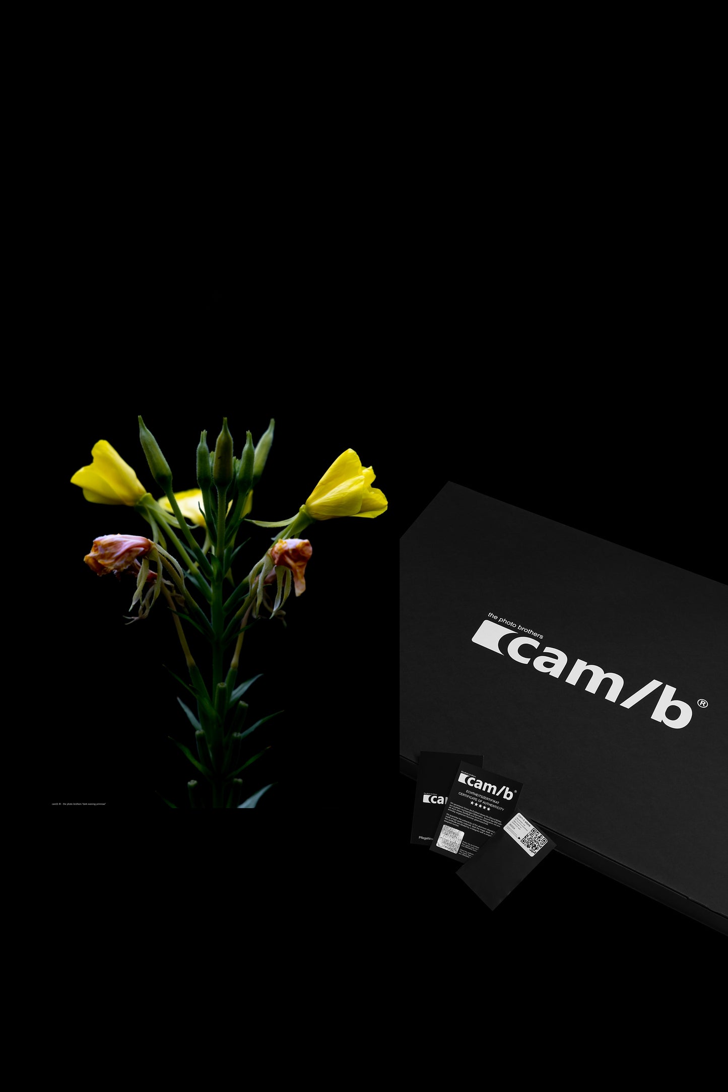 Wall Art "dark evening primrose"