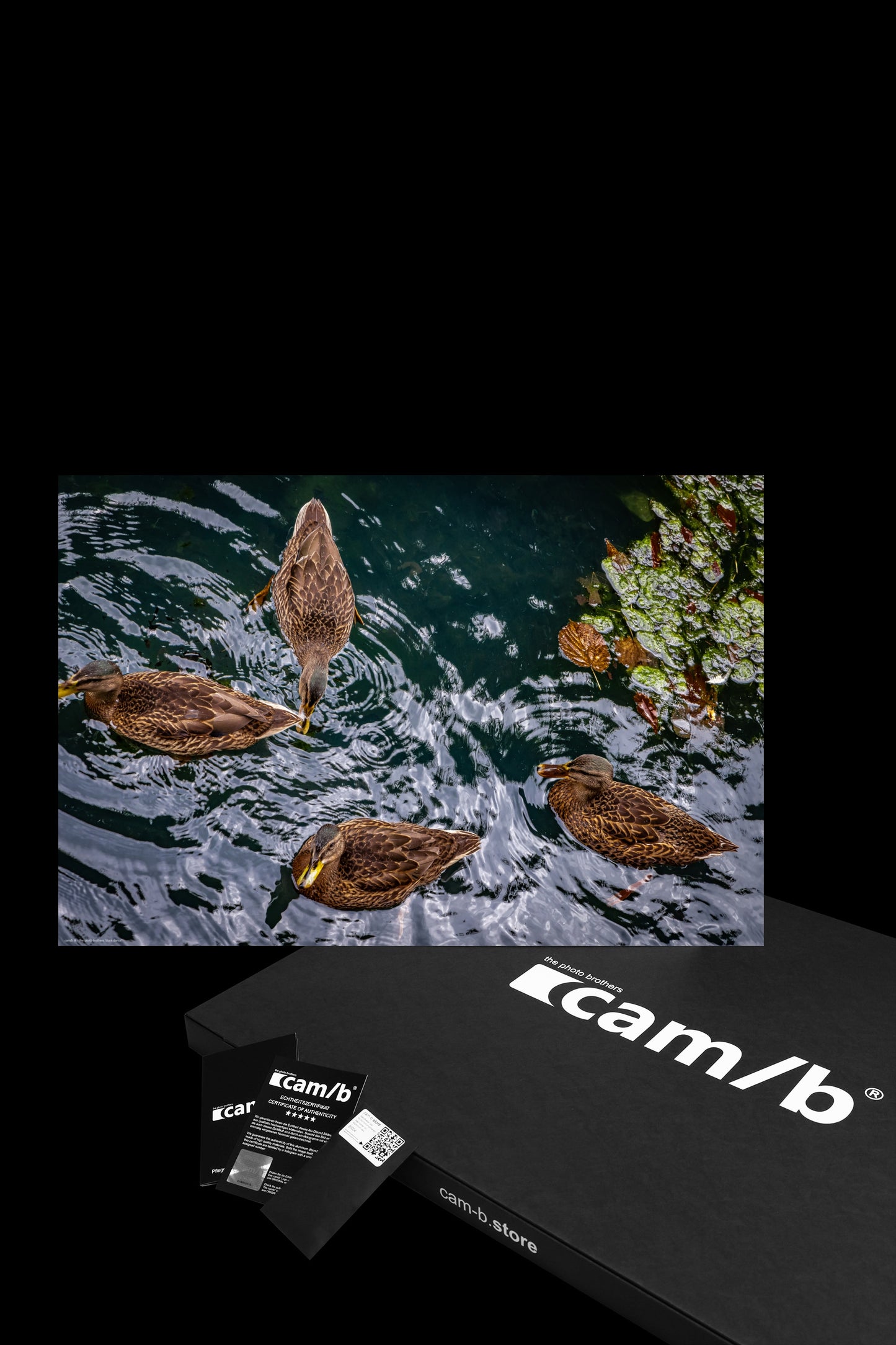 Wandbild "duck dance"