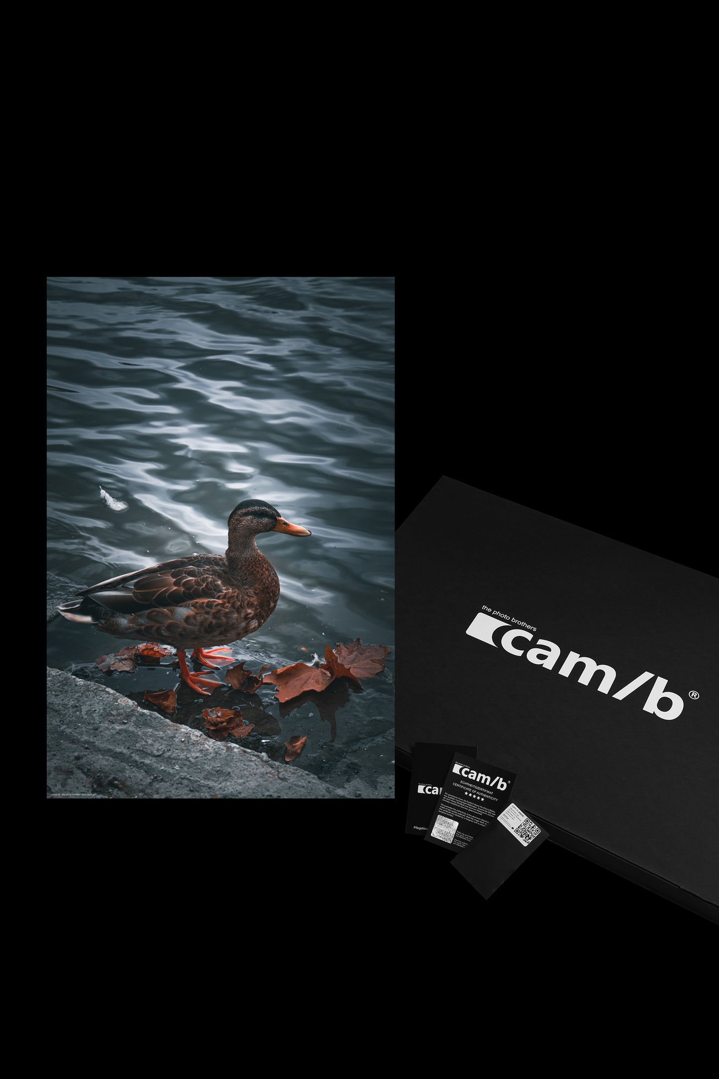 Wandbild "duck duck go"