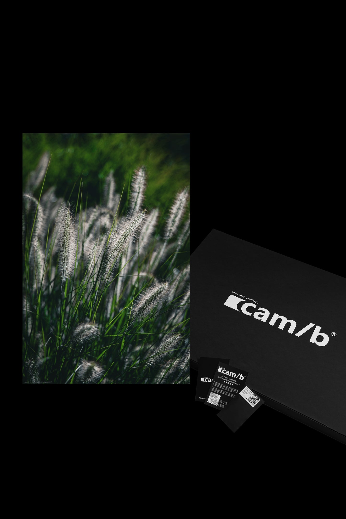 Wandbild "cenchrus alopecuroides rf"