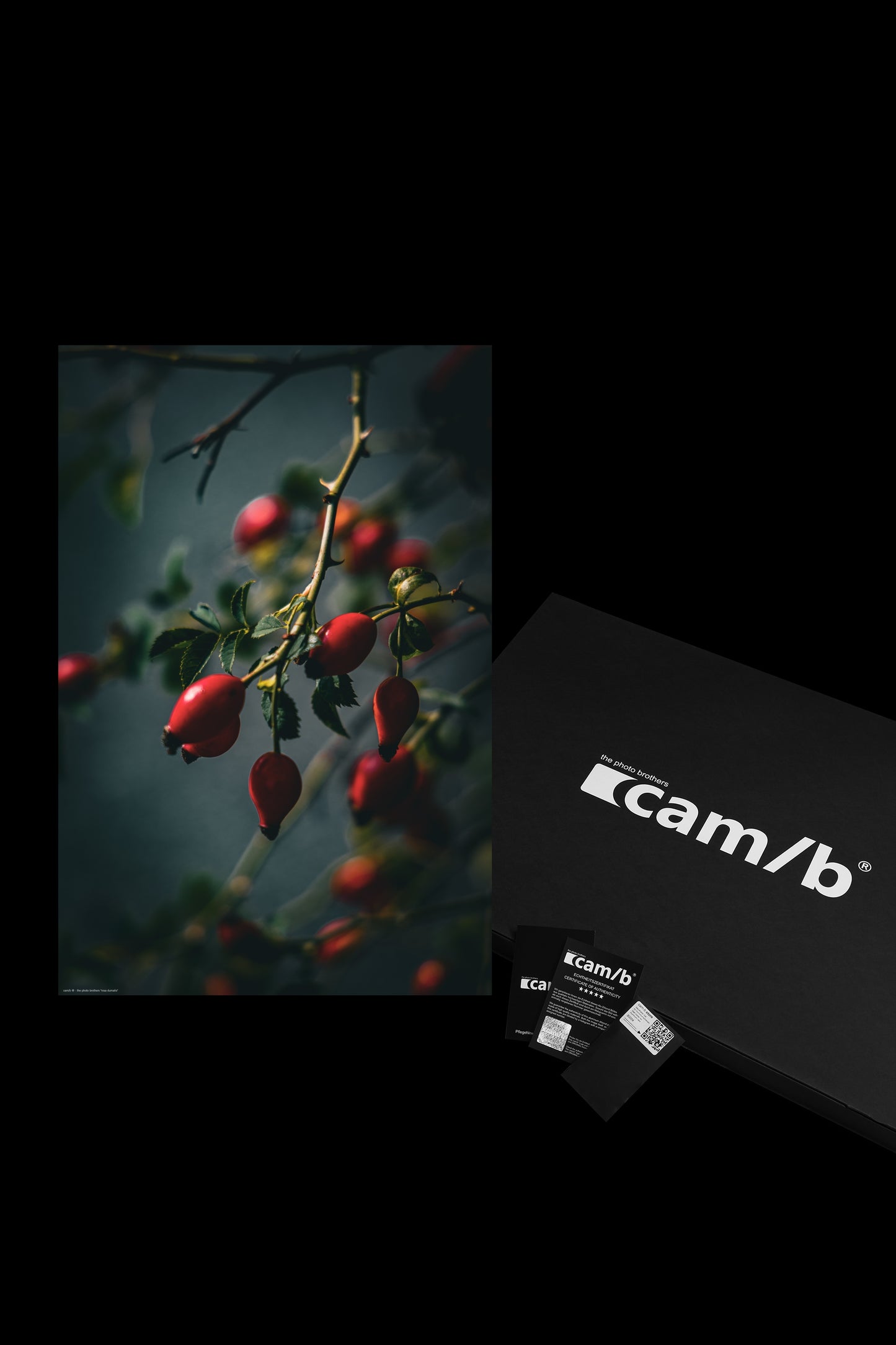 Wandbild "rosa dumalis"