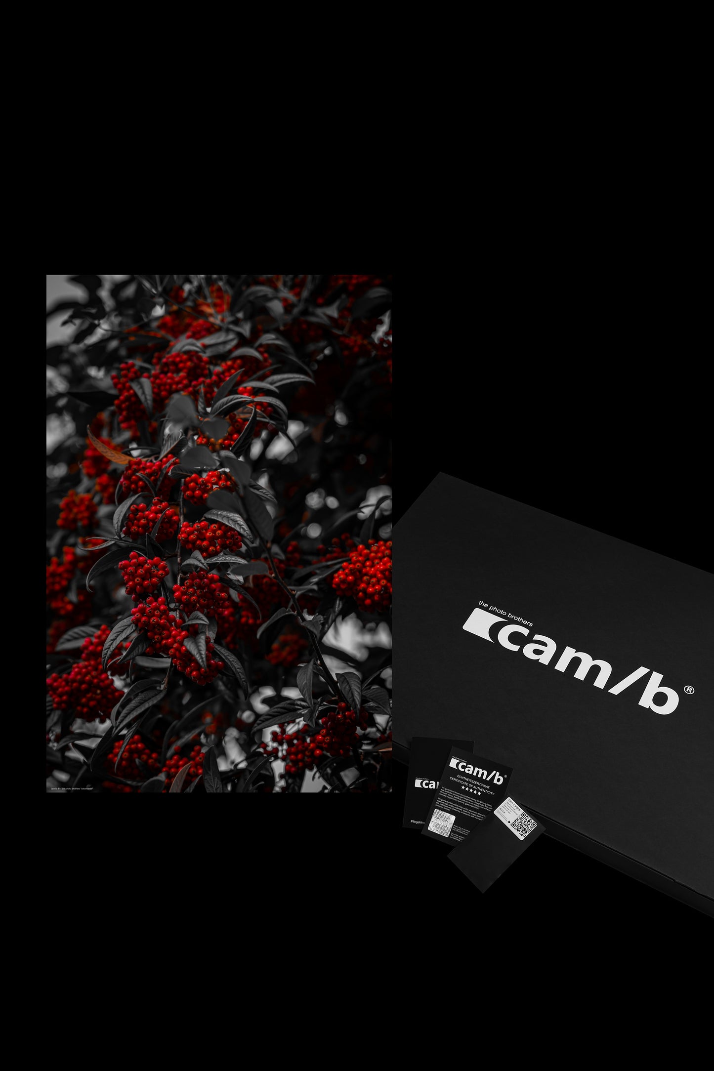 Wandbild "cotoneaster"