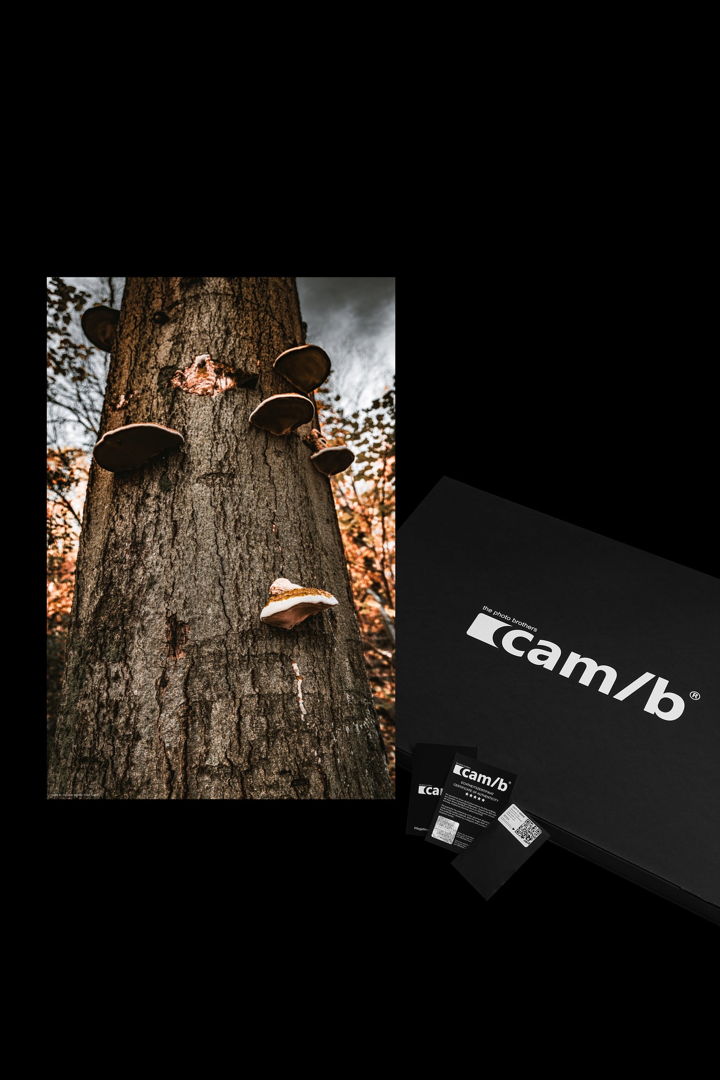 Wandbild "tinder fungus"