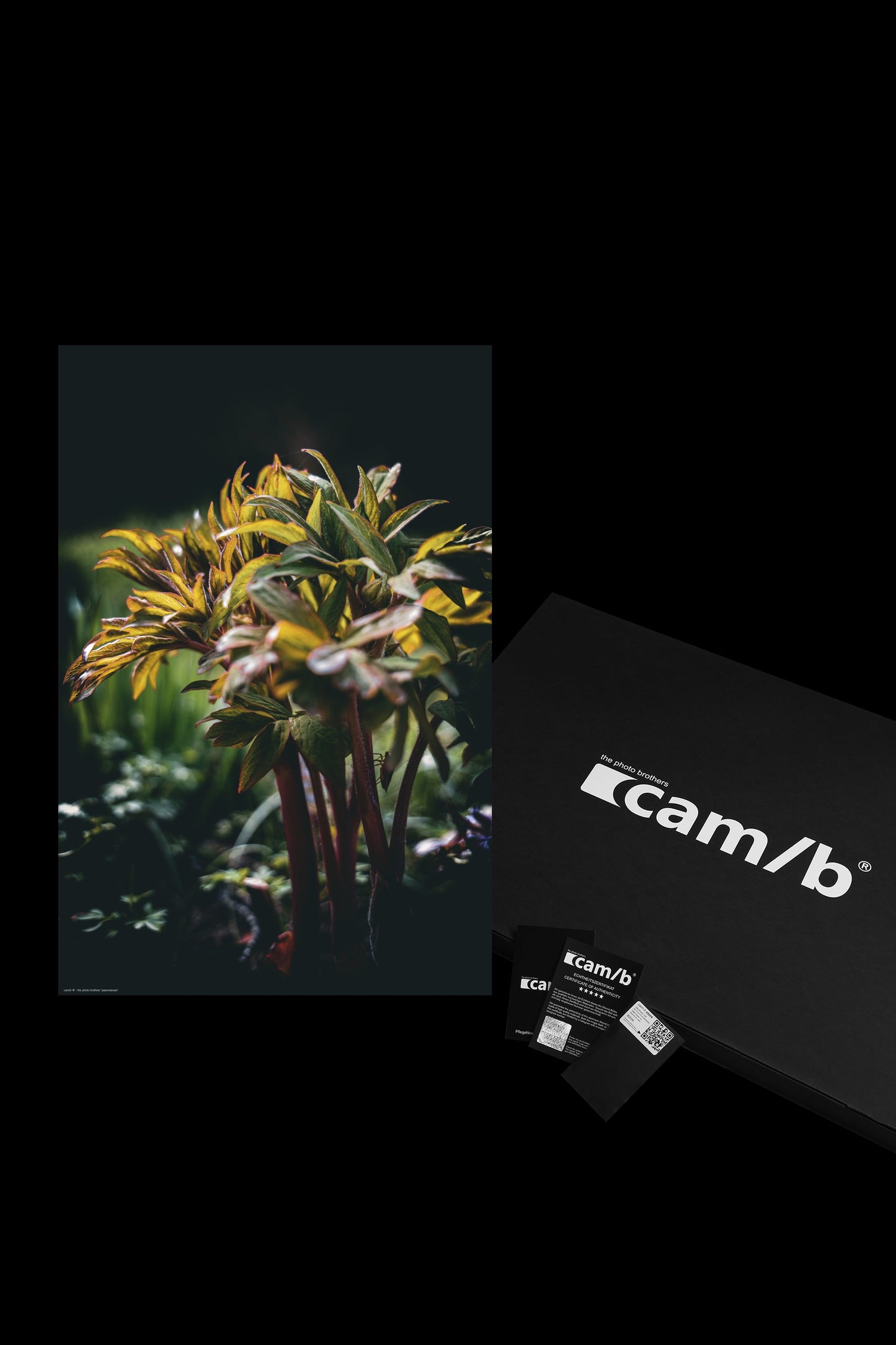 Wandbild "paeoniaceae"