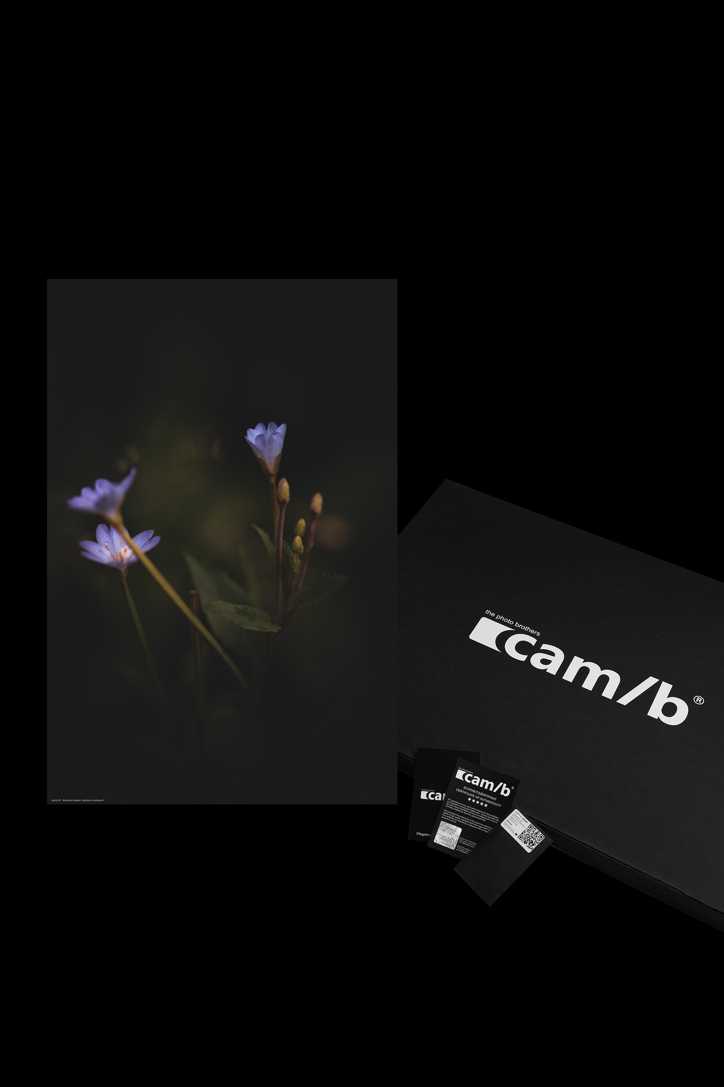 Wandbild "epilobium montanum"