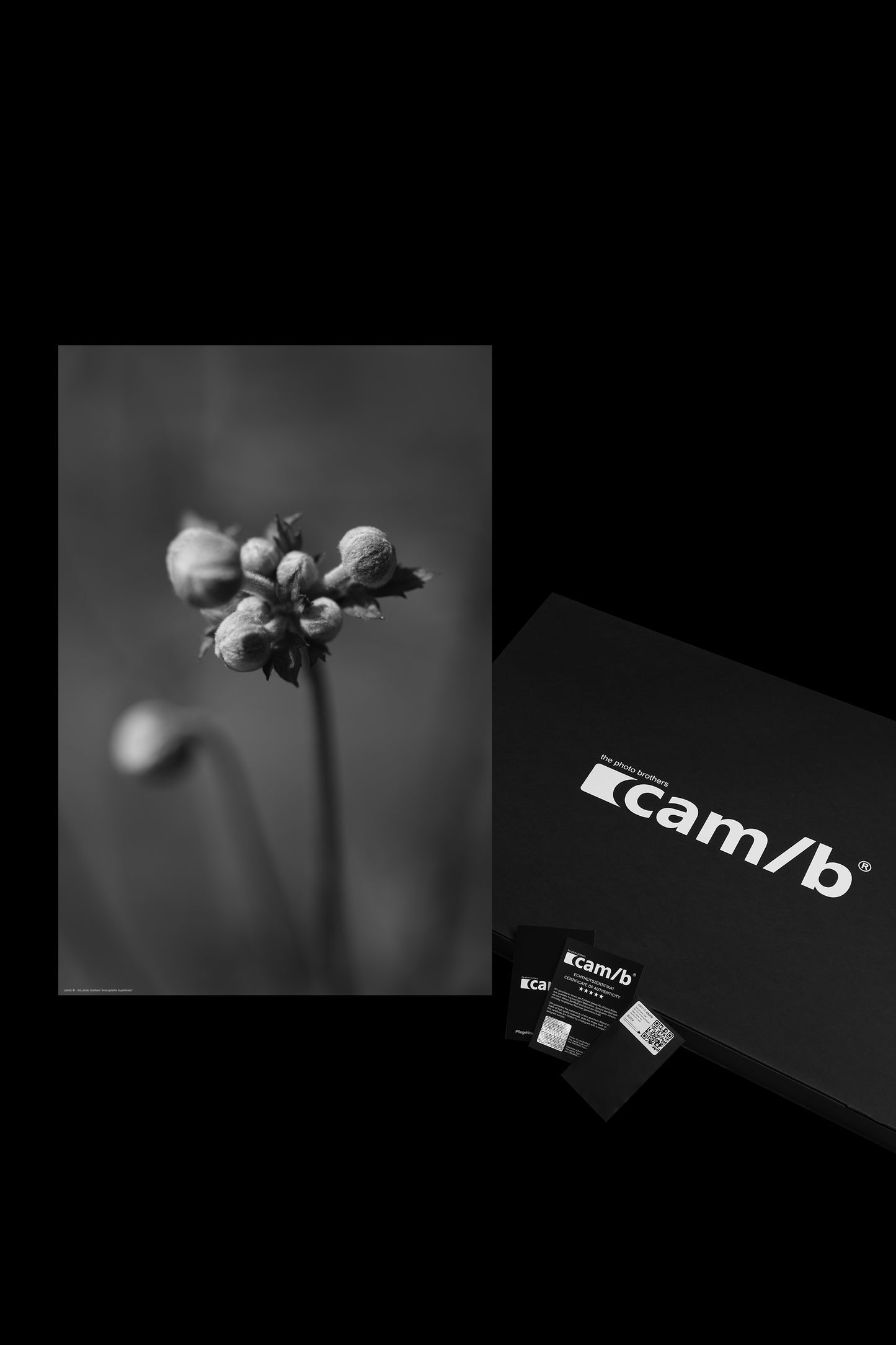 Wandbild "eriocapitella hupehensis"