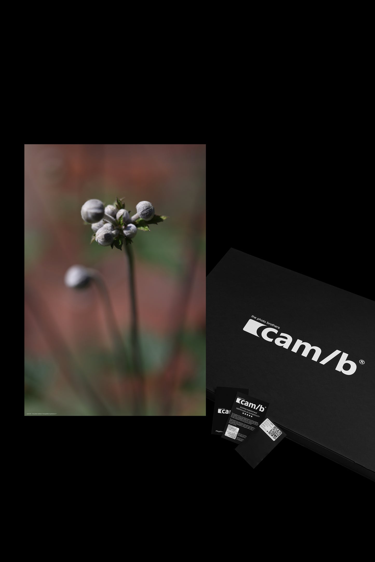 Wandbild "eriocapitella hupehensis rl"