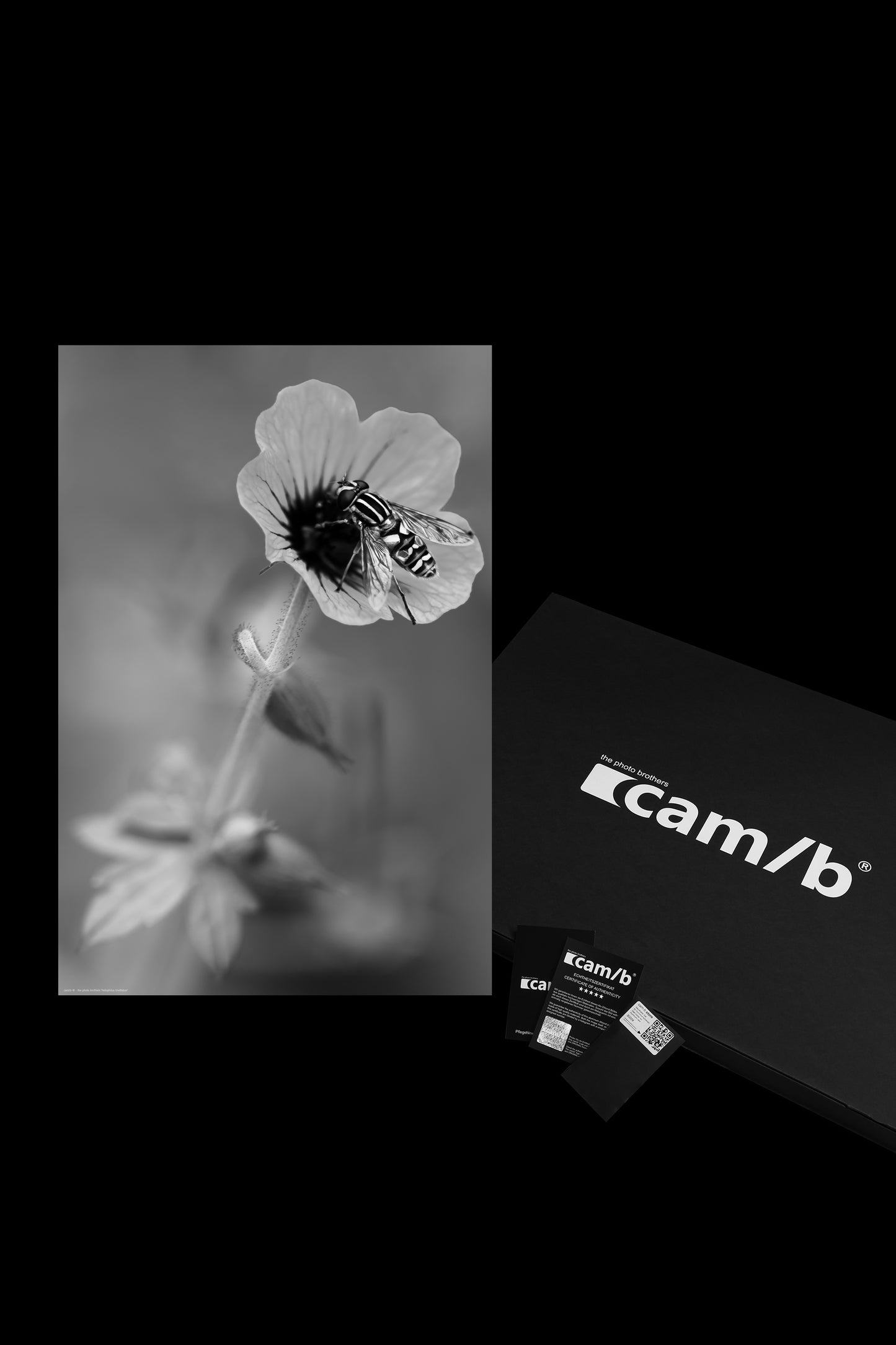 Wandbild "helophilus trivittatus"