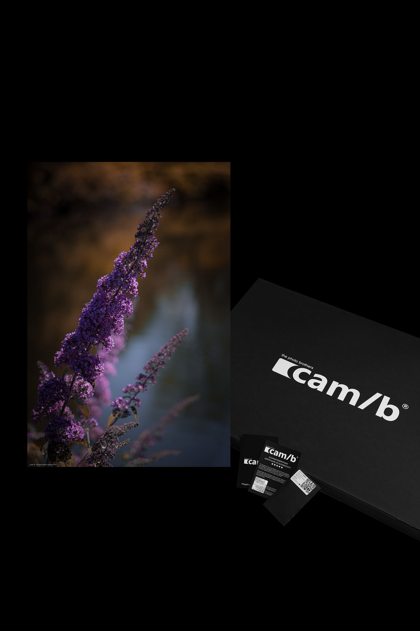 buddleja davidii