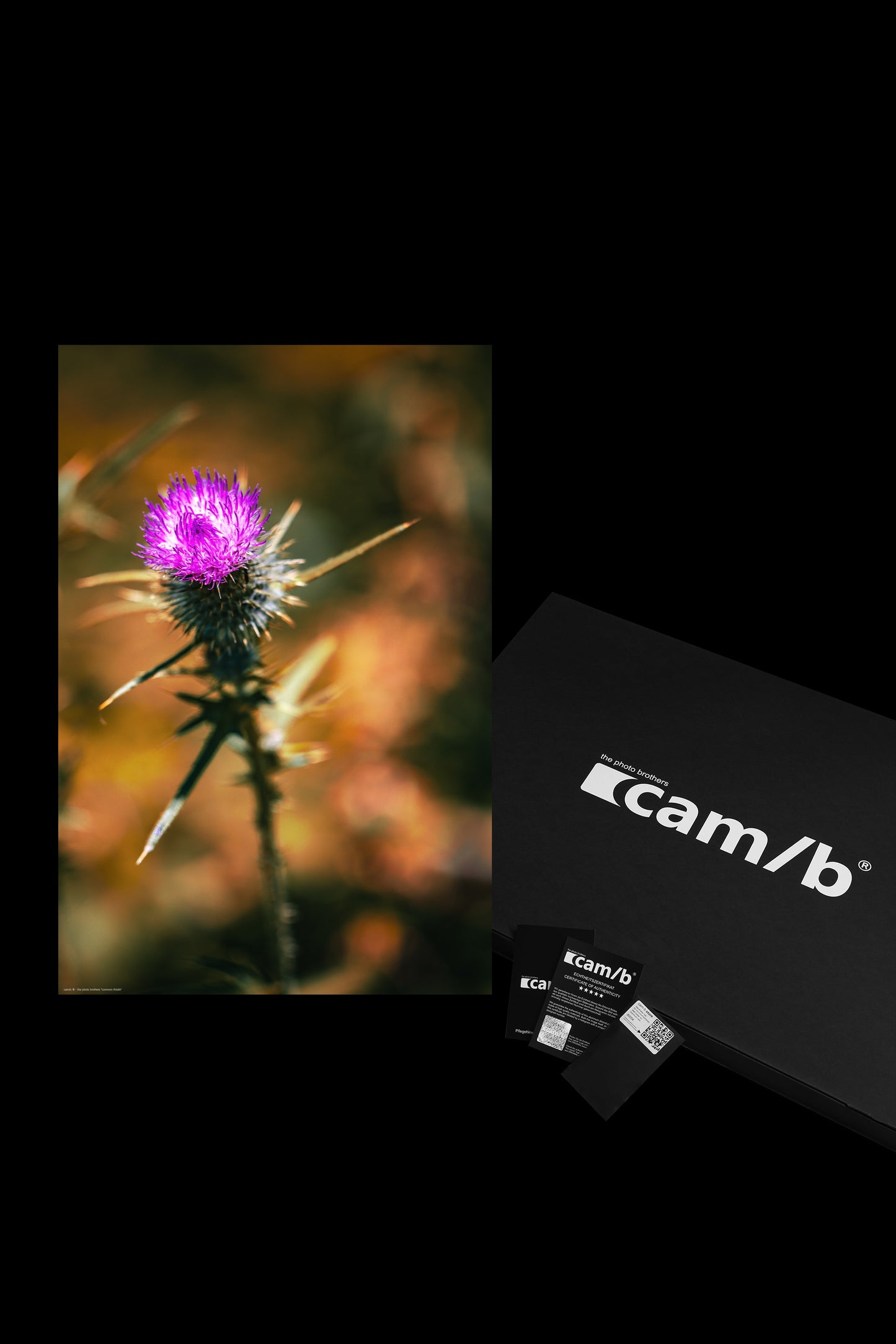 Wandbild "common thistle"