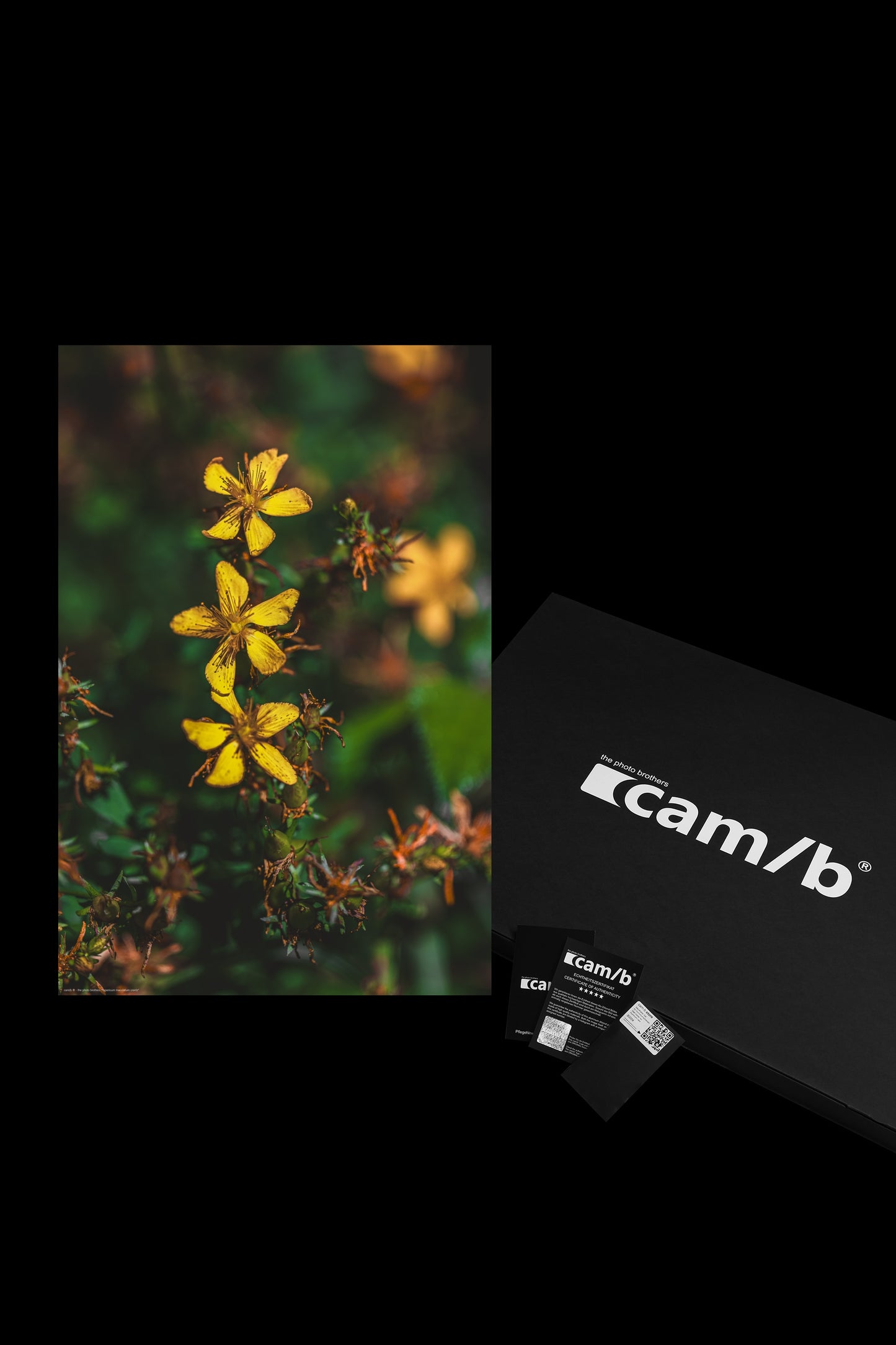 hypericum maculatum crantz