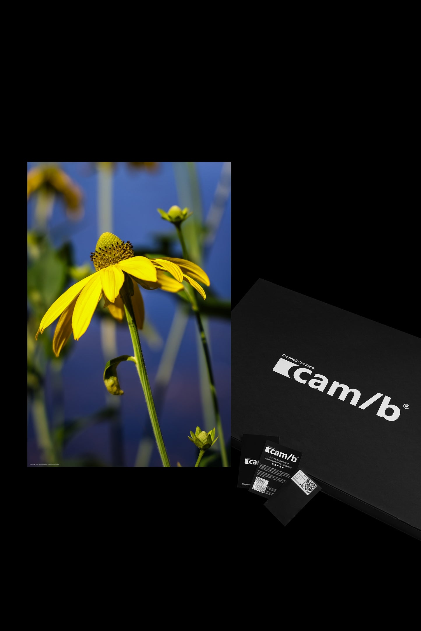 rudbeckia laciniata