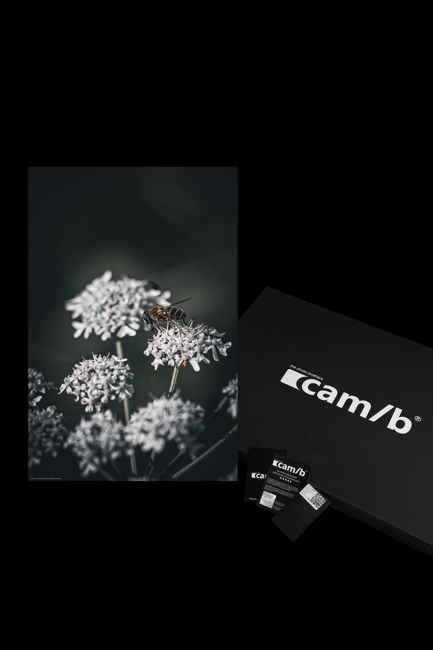 Wandbild "eristalis arbustorum"