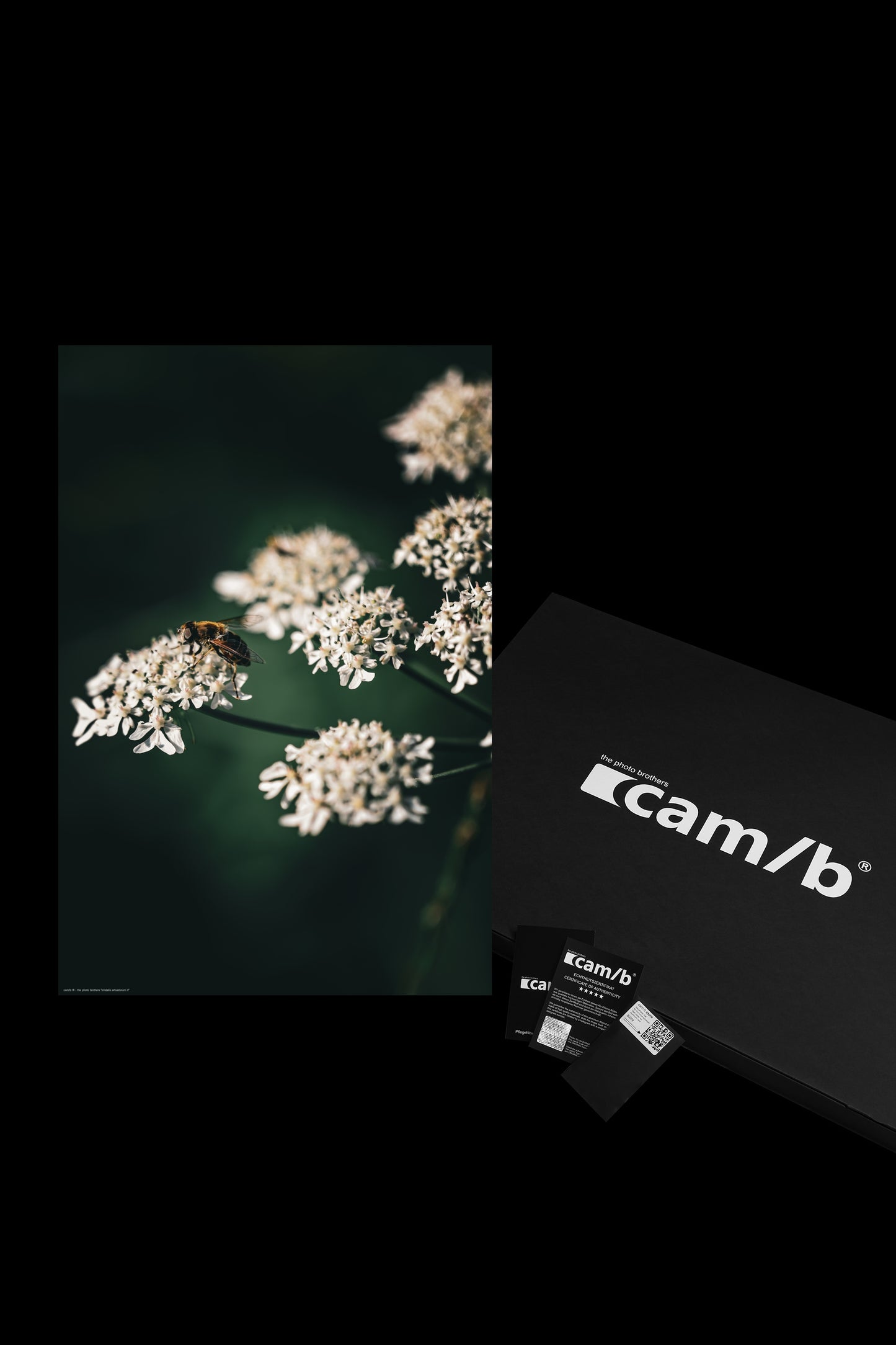 Wandbild "eristalis arbustorum rl"