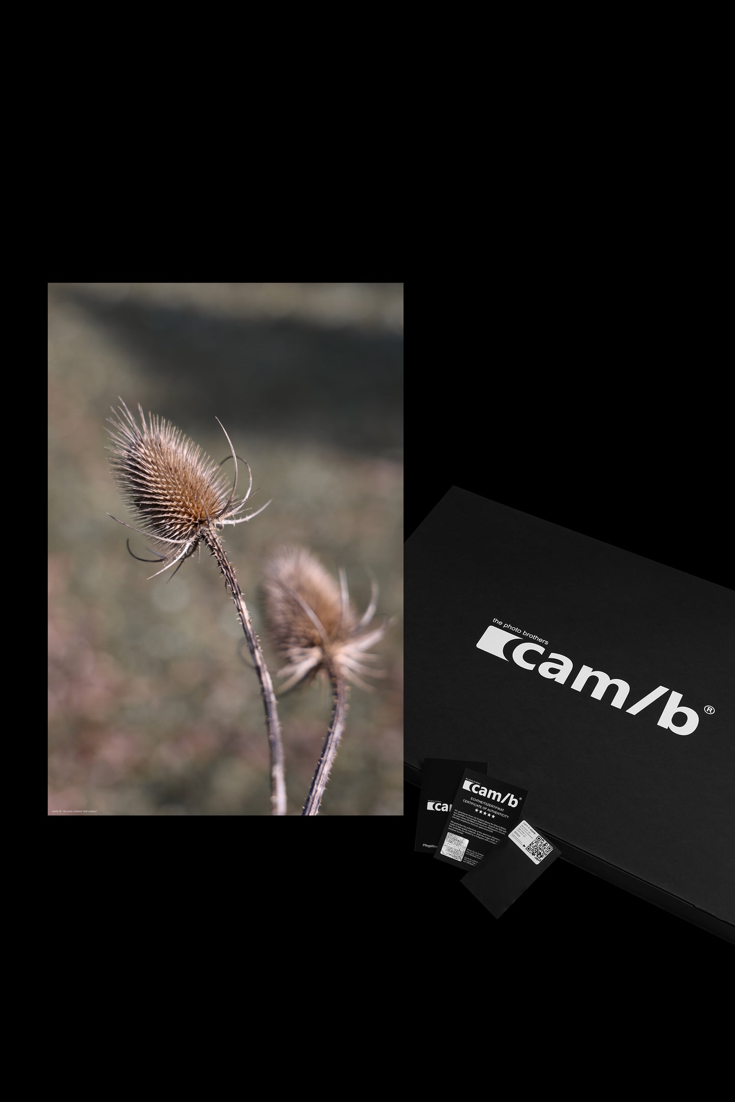 Wandbild "wild cardoon"