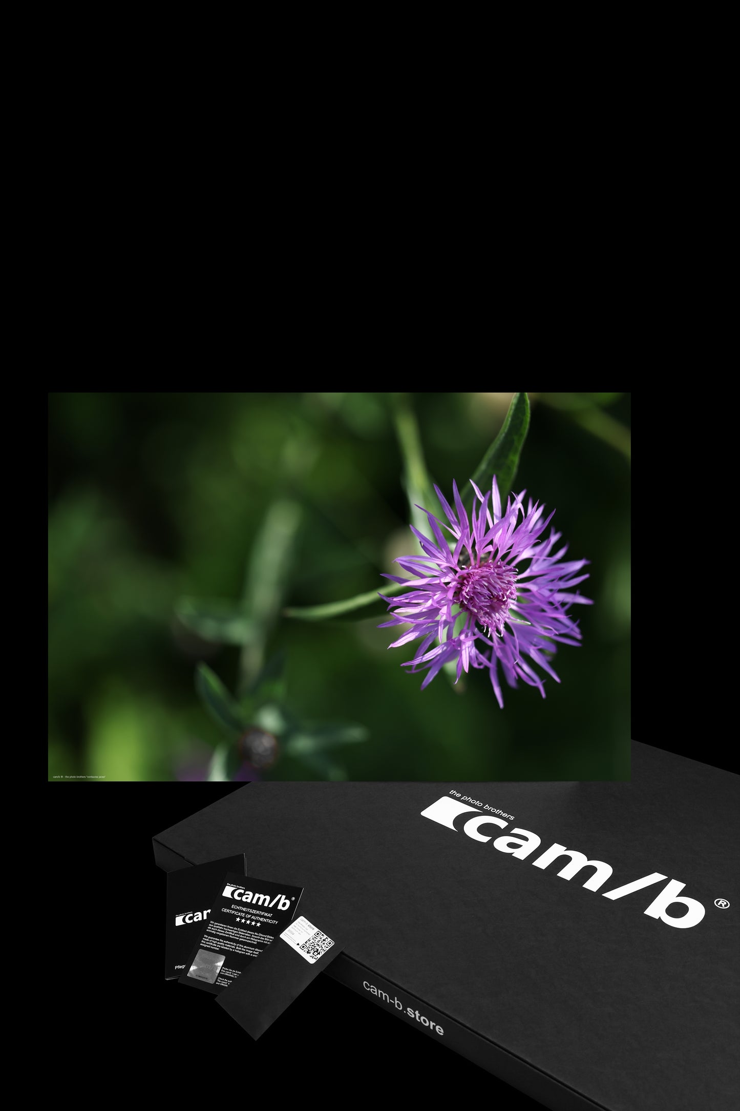 centaurea jacea