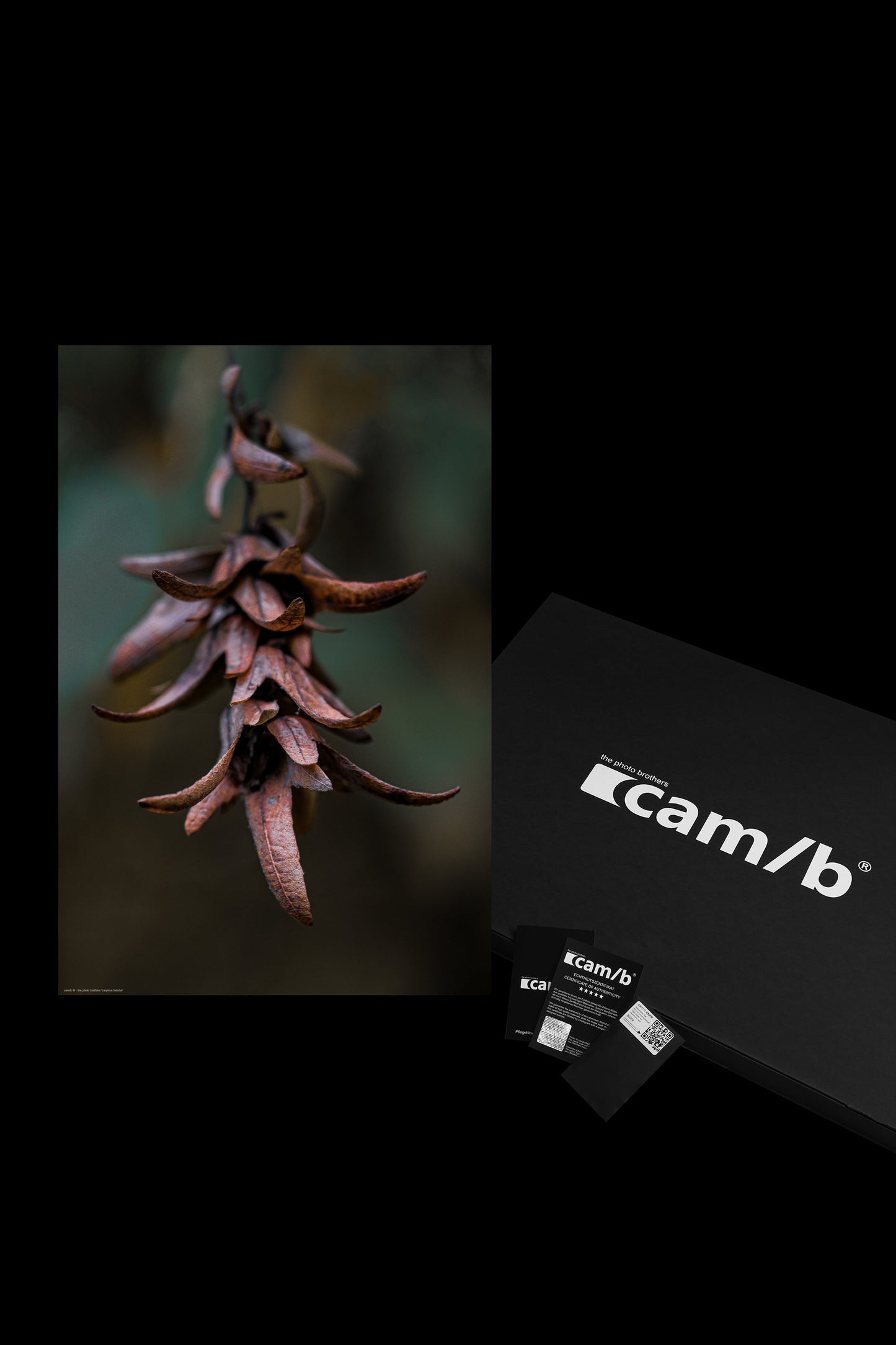 Wandbild "carpinus betulus"