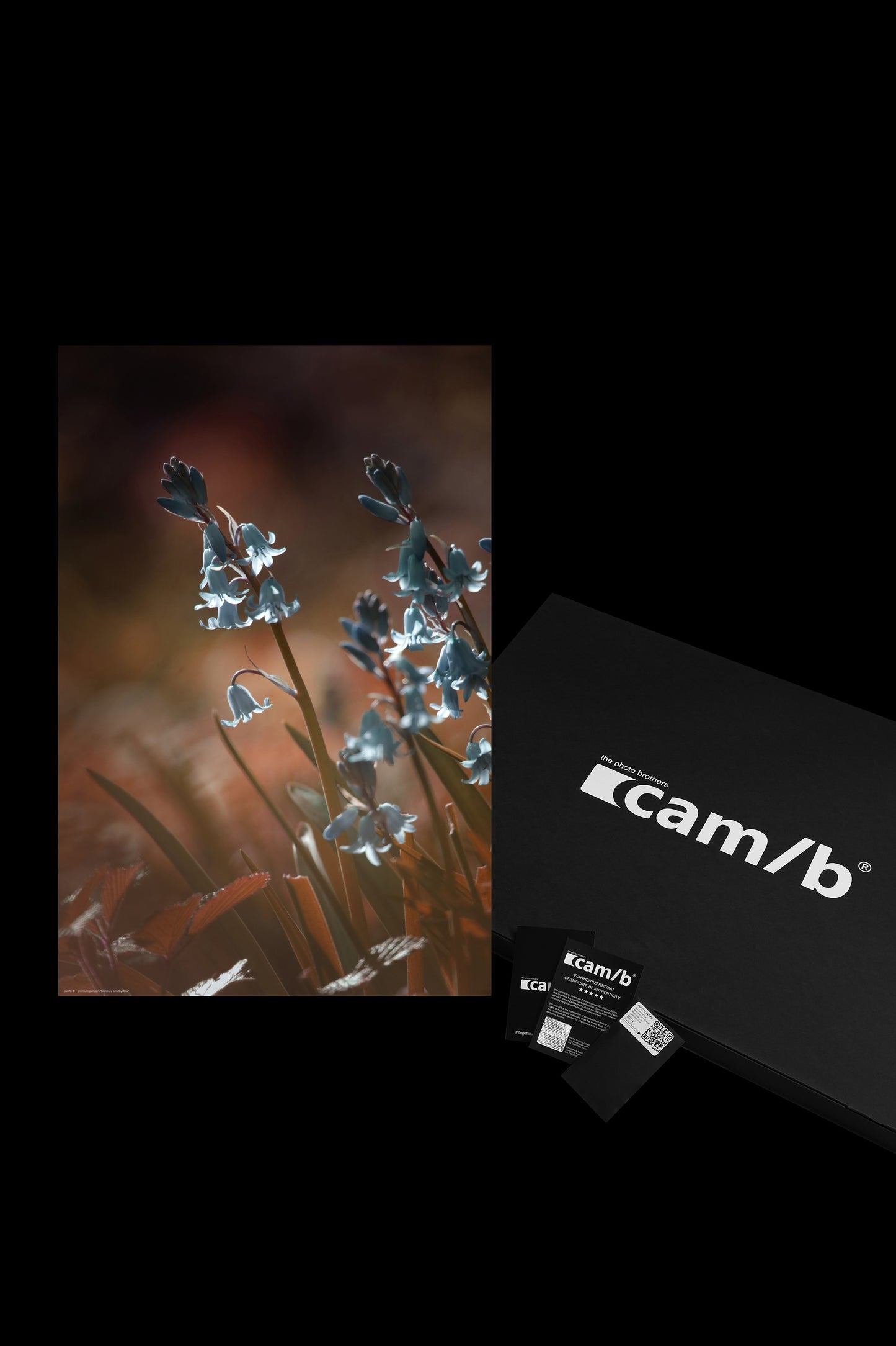 Wandbild "brimeura amethystina"