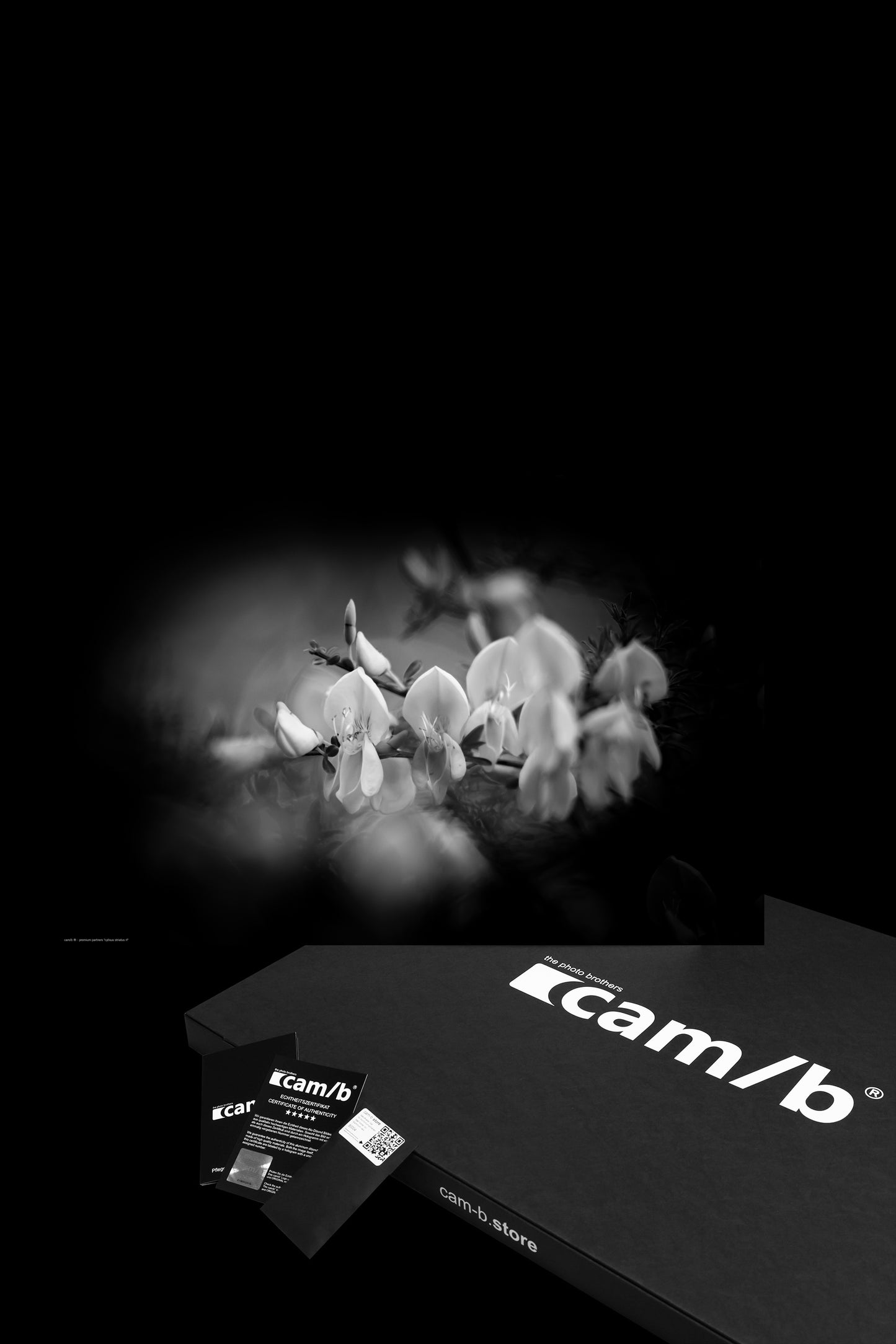 Wandbild "cytisus striatus rl"