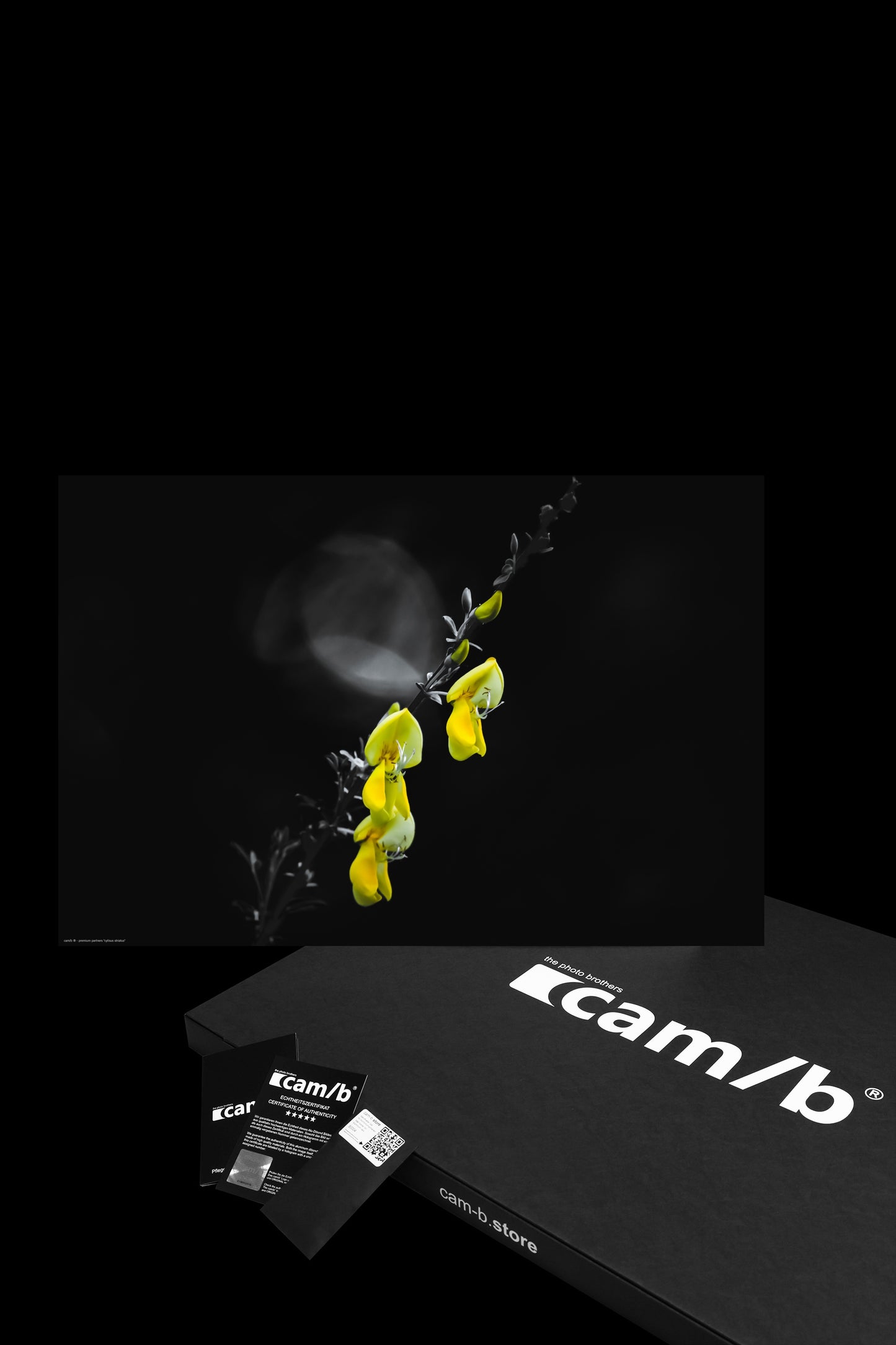 Wall Art "cytisus striatus"