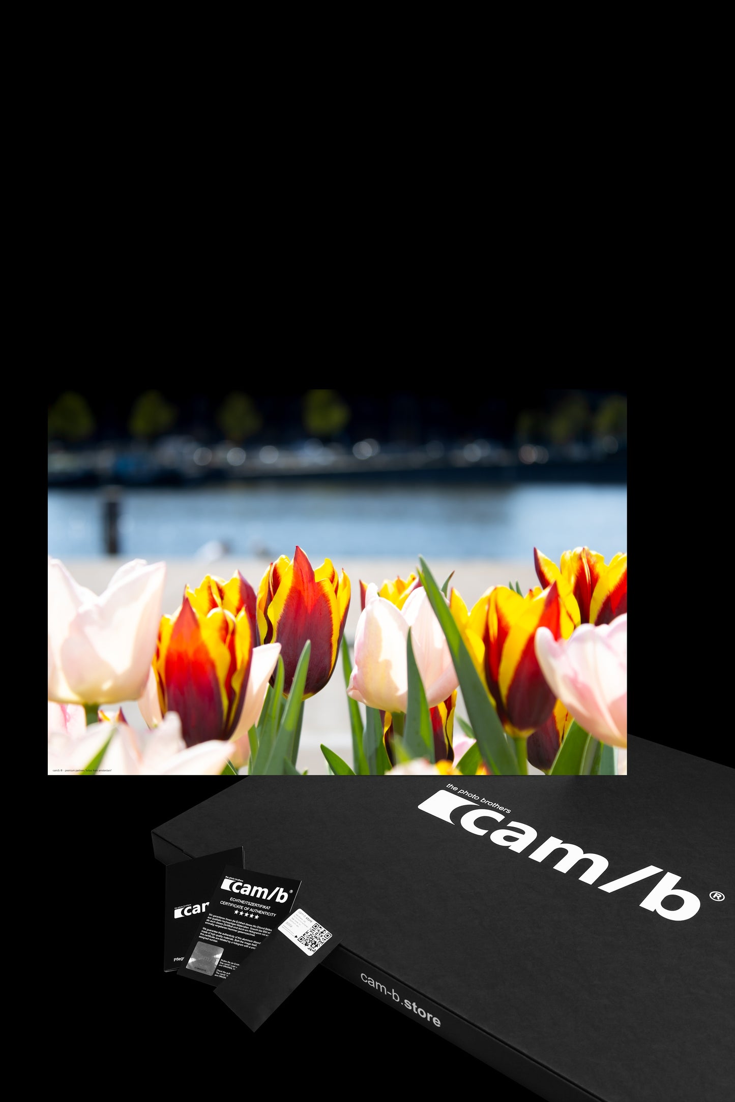 Wandbild "tulips from amsterdam"