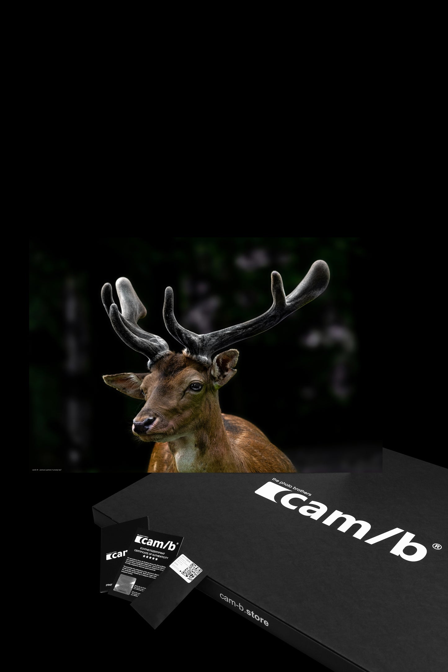 Wandbild "curiosity two"