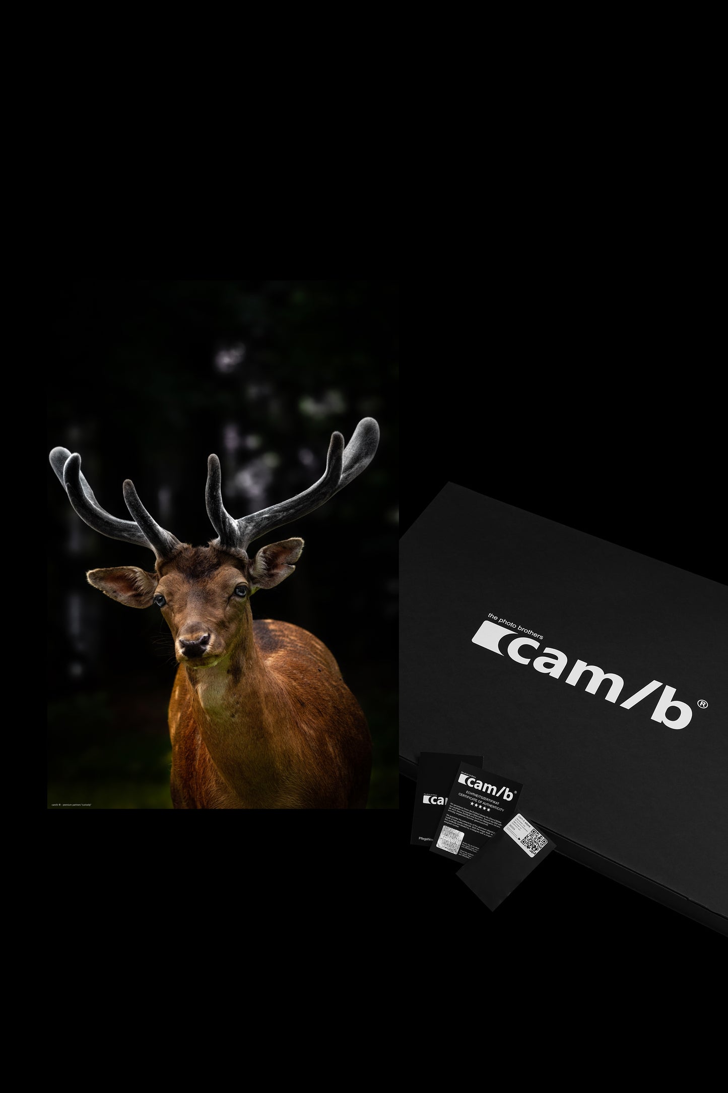 Wandbild "curiosity"