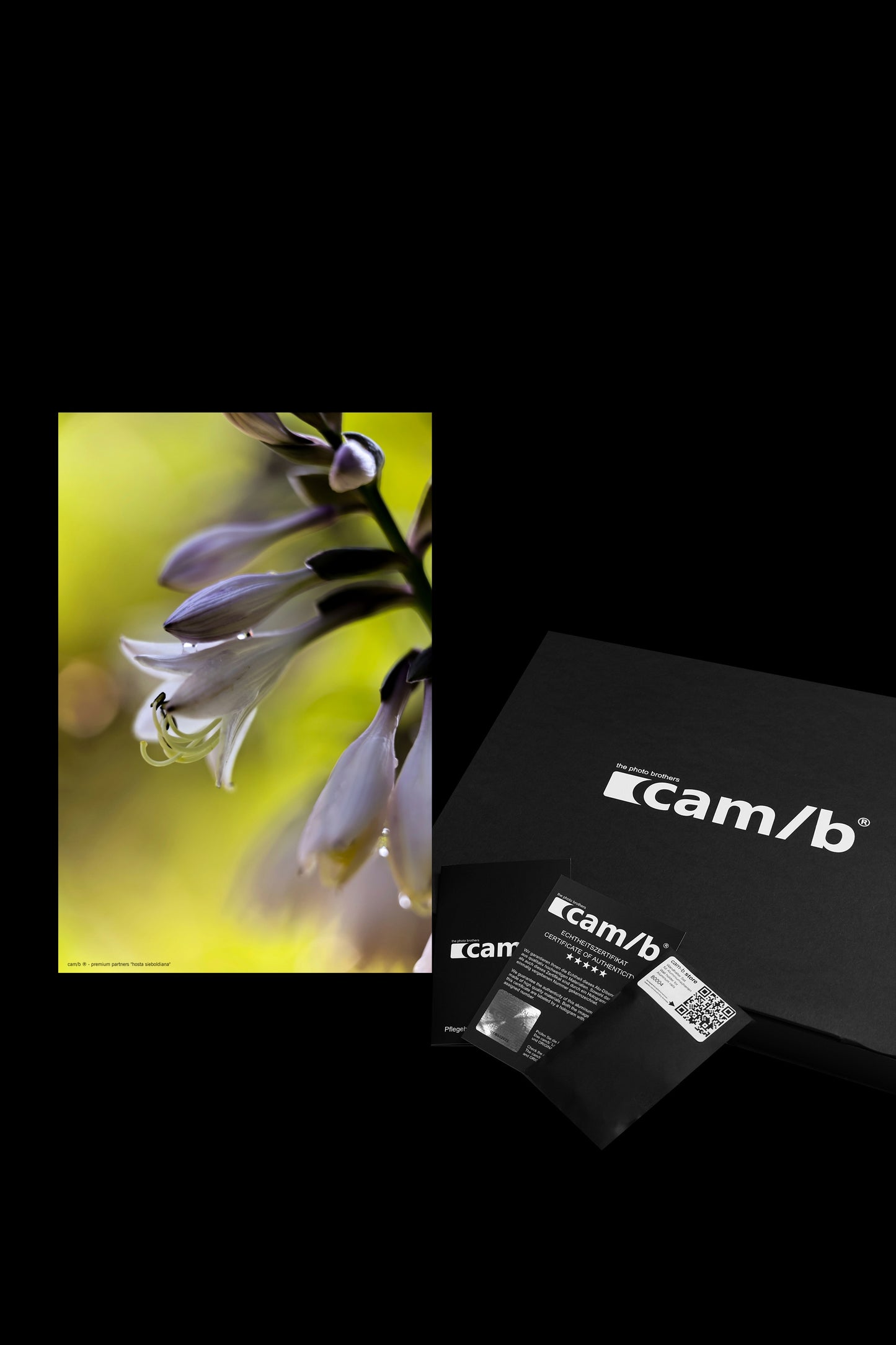 Wandbild "hosta sieboldiana"