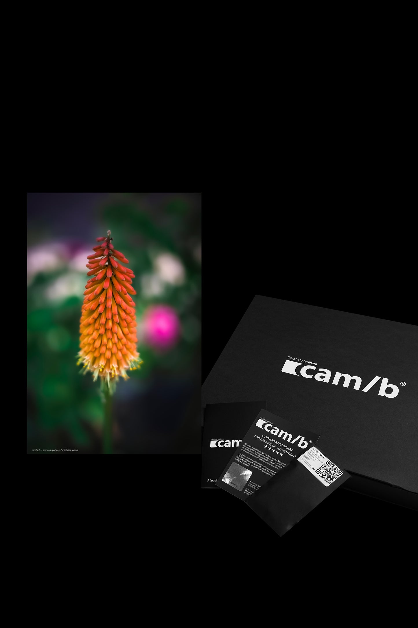 Wandbild "kniphofia uvaria"