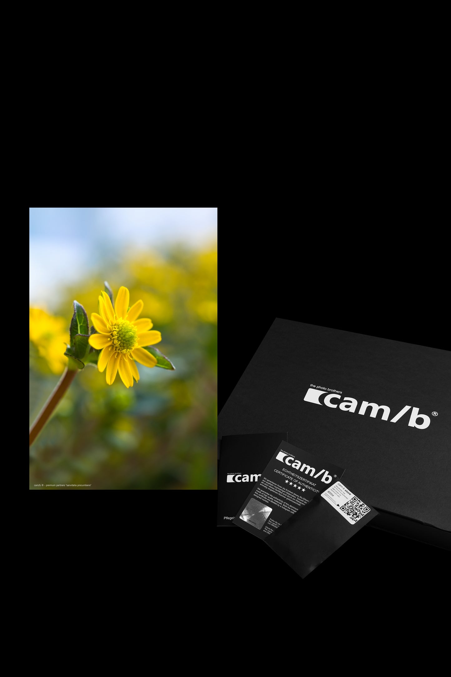 Wall Art "sanvitalia procumbens"