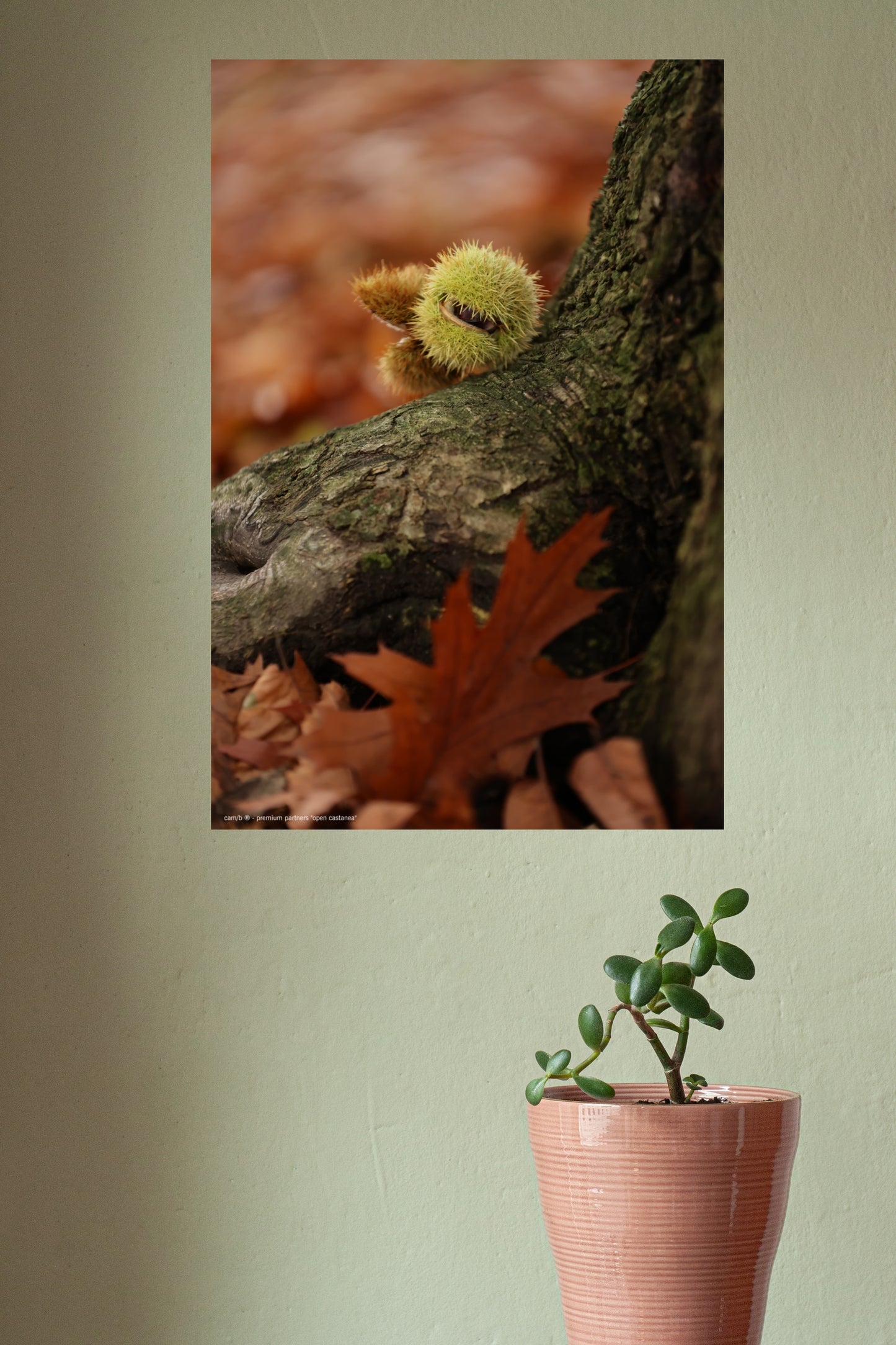 Wandbild "open castanea"