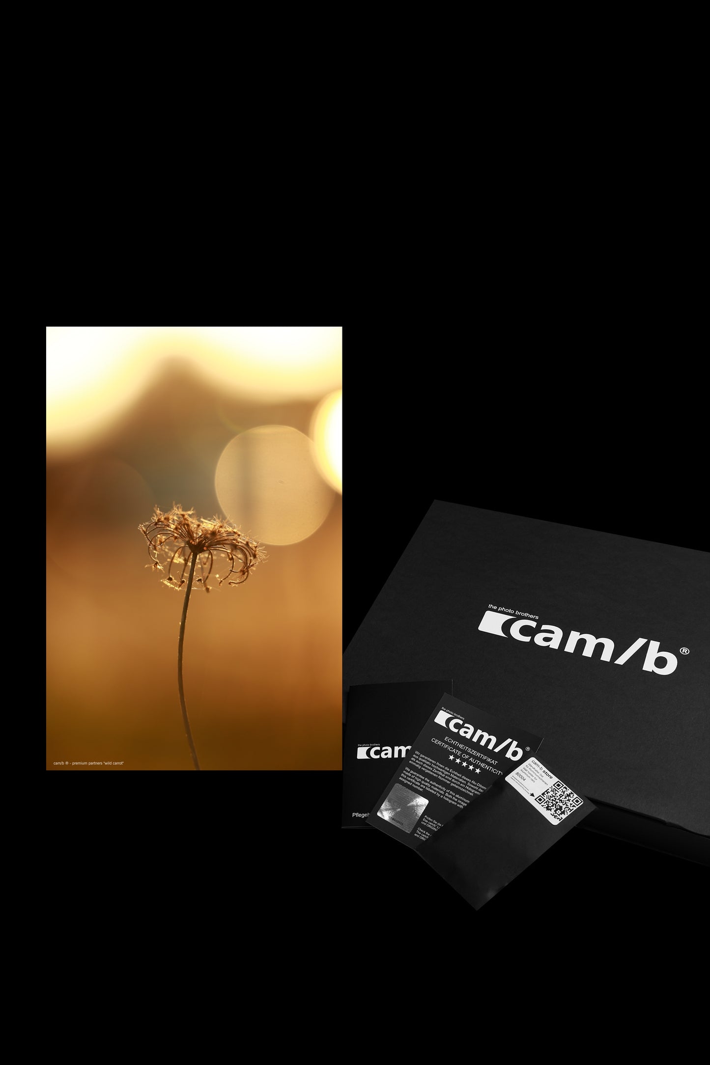 Wandbild "wild carrot"