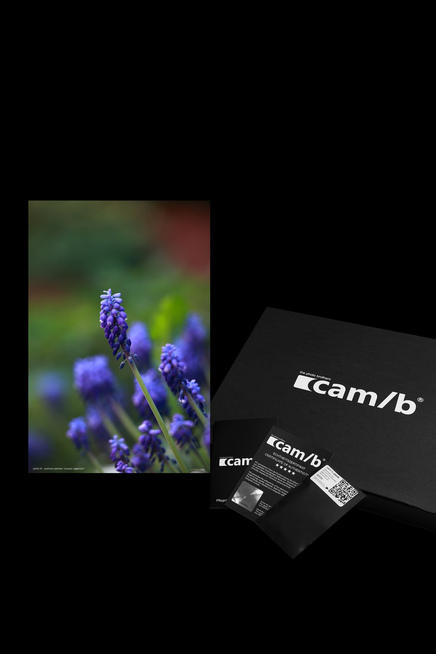 Wandbild "muscari neglectum"