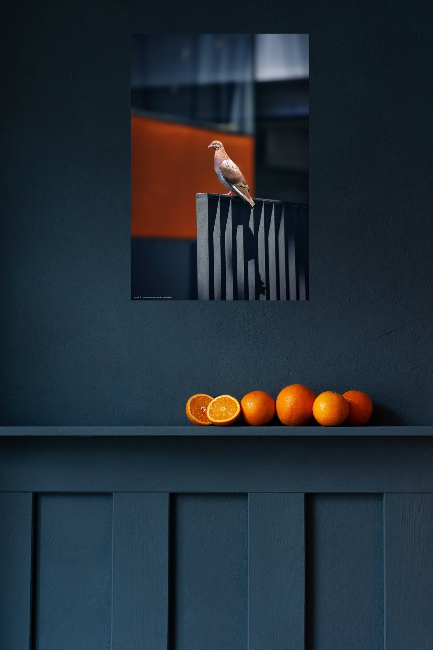 Wandbild "brown columbidae"
