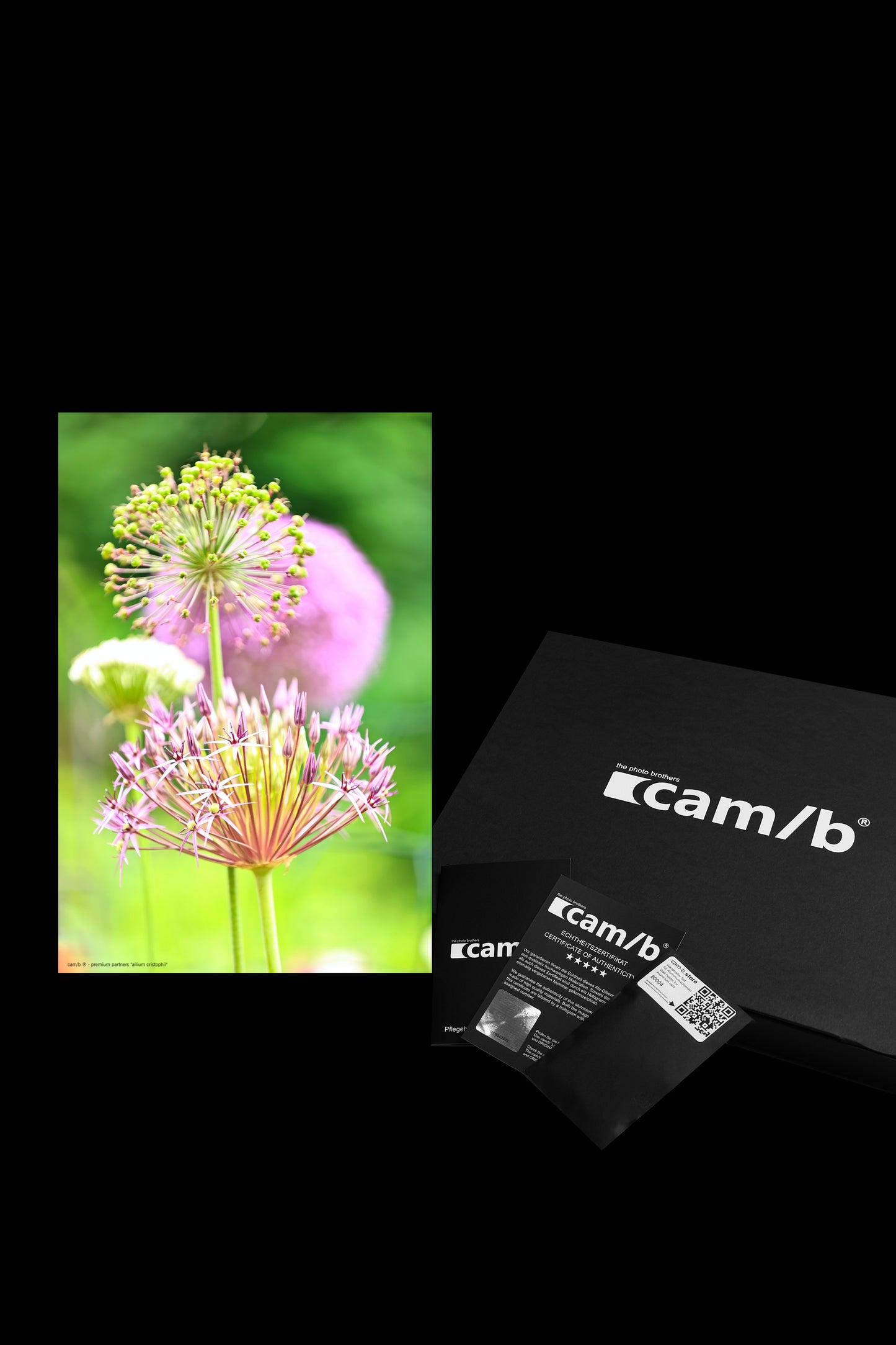 Wandbild "allium cristophii"